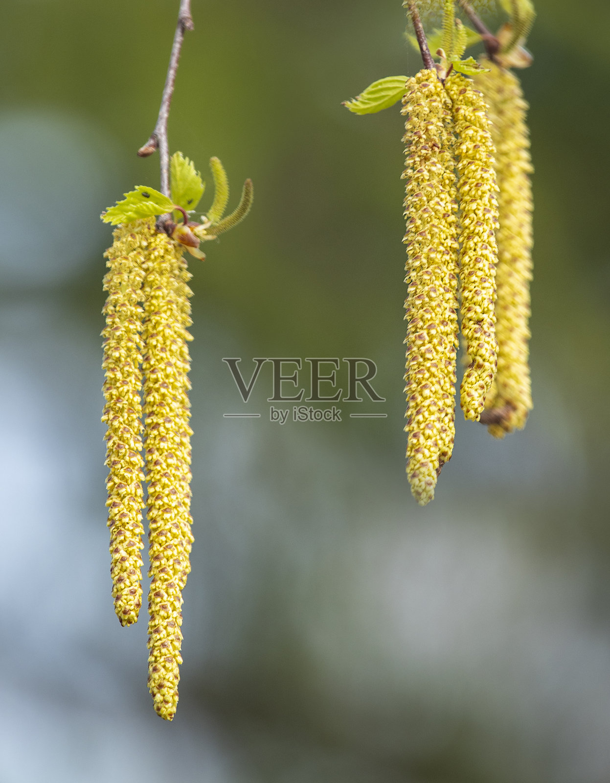 开花的白桦，白桦属（Betula L.）照片摄影图片