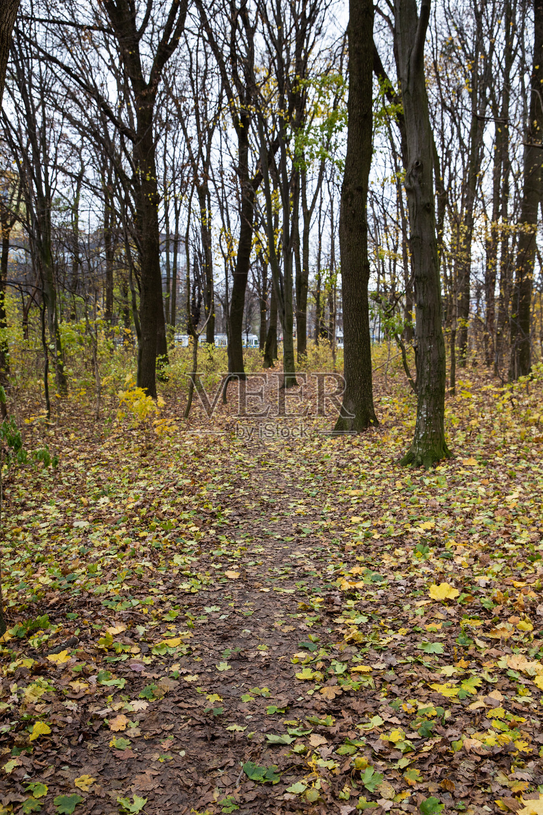 森林中的秋天照片摄影图片