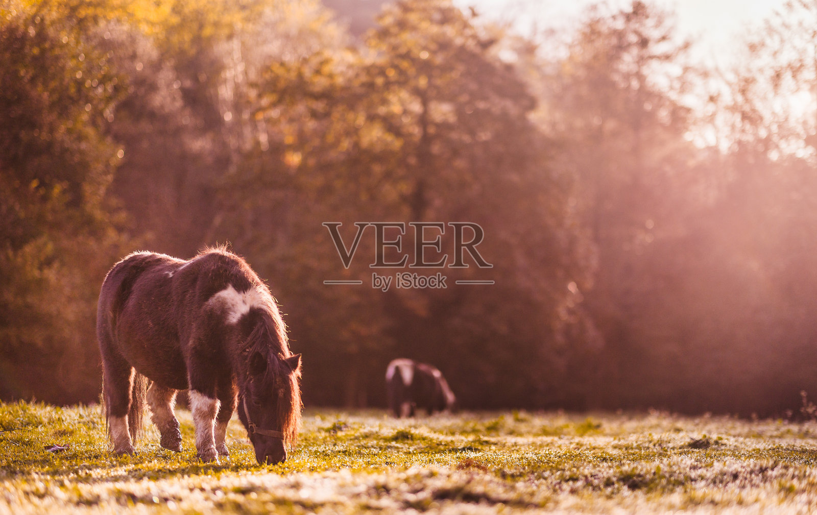 在西班牙阿斯图里亚斯的草地上，晨曦中一匹小马正在吃草。照片摄影图片