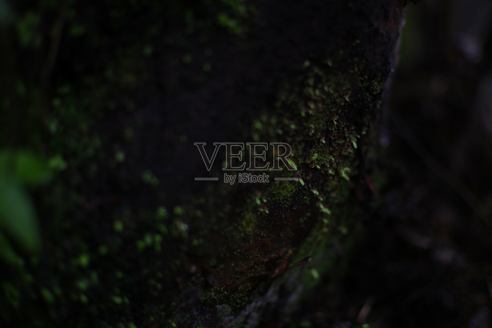 黑色岩石或树干表面上的苔藓和小绿植物特写照片摄影图片