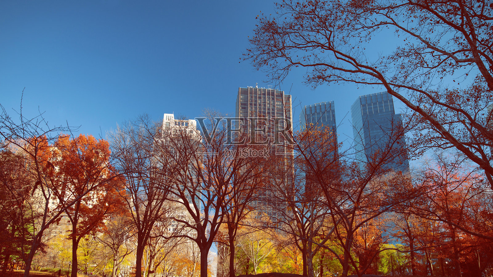 纽约中央公园的金色秋天照片摄影图片