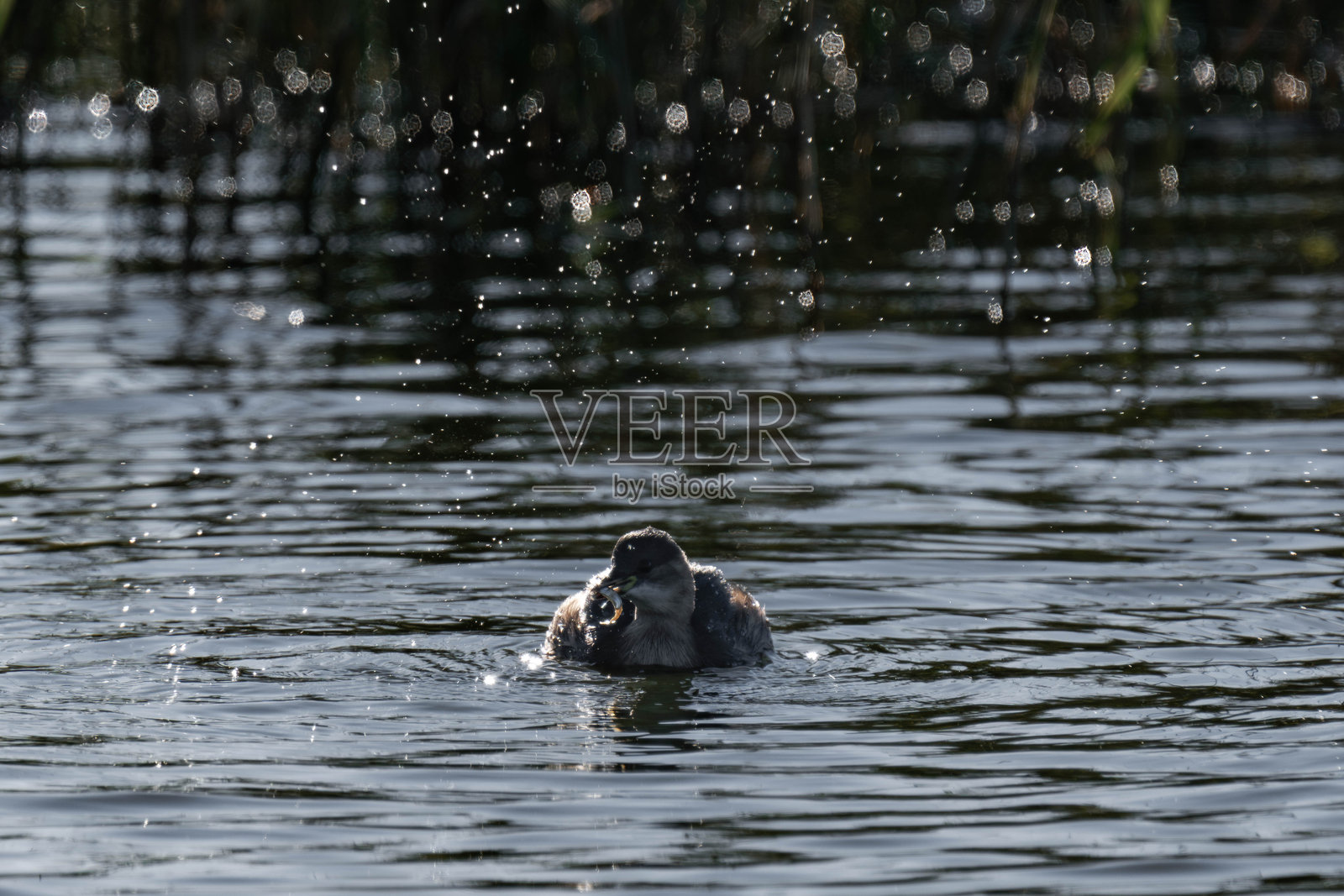 小鸊鷉（Tachybaptus ruficollis），也称为潜鸟。照片摄影图片