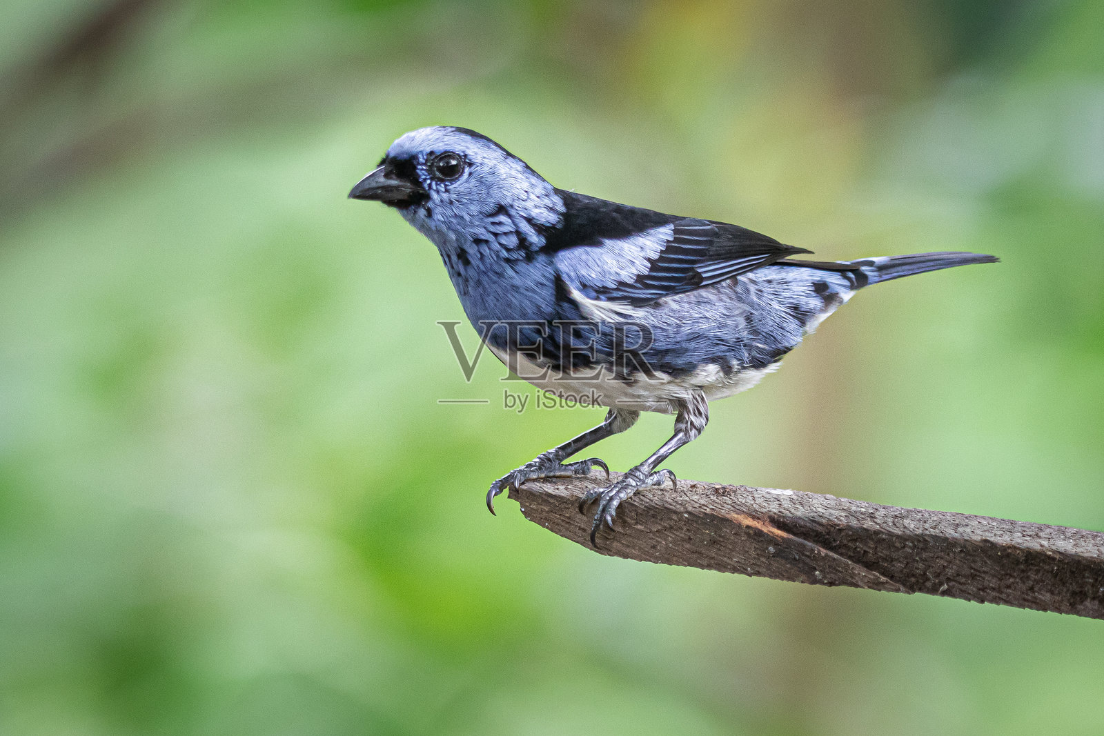 白腹唐纳雀照片摄影图片