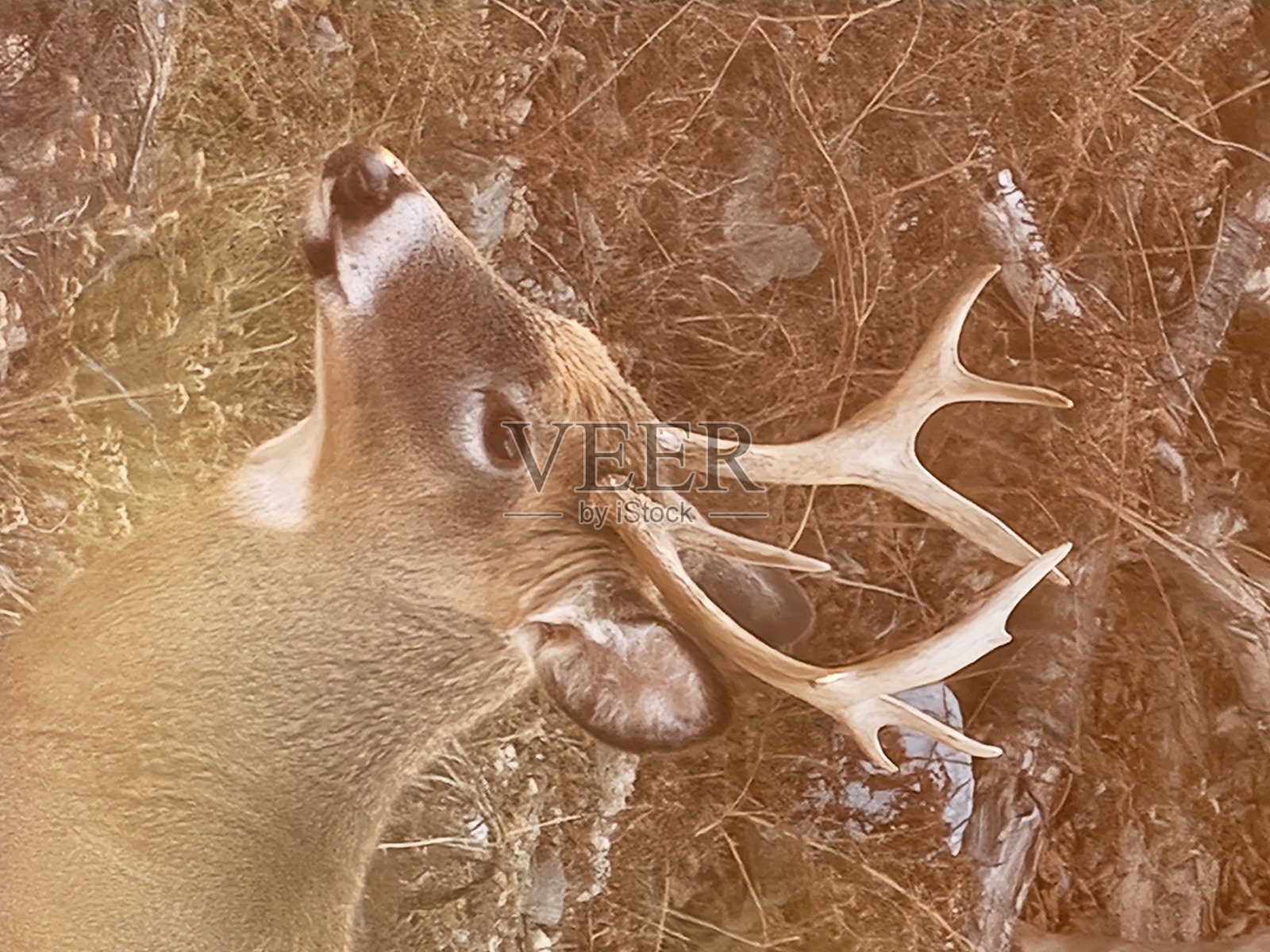 公鹿照片摄影图片