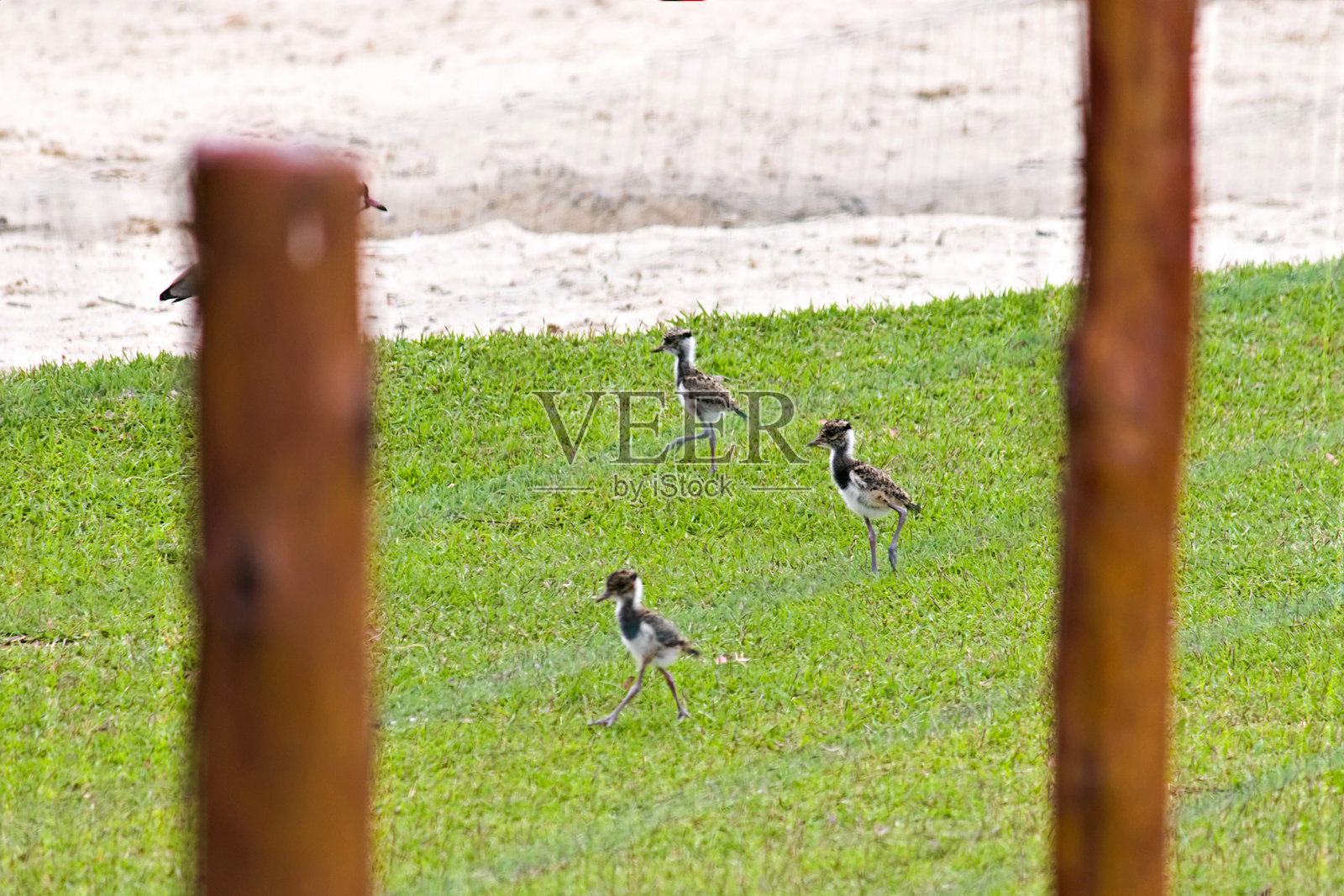三只南美环颈鸊鷉（Vanellus chilensis）在游乐场围栏的另一侧奔跑，它们刚刚越过了围栏。照片摄影图片