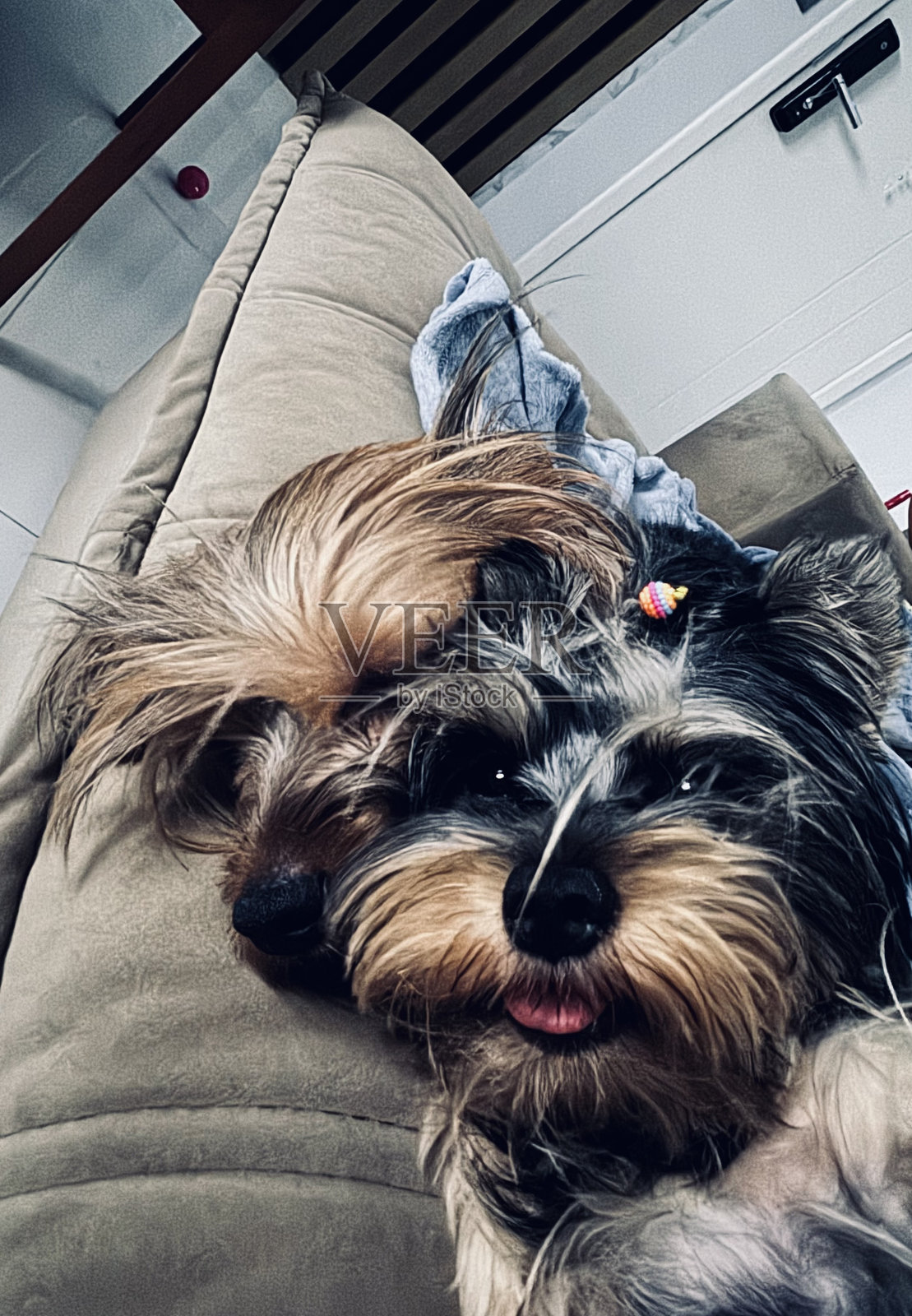 “约克夏犬在沙发上放松”照片摄影图片