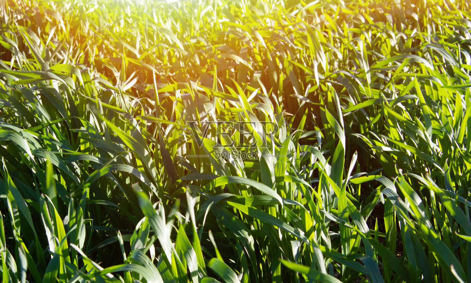 绿草。阳光明媚的日子里，一片高高的草地。照片摄影图片