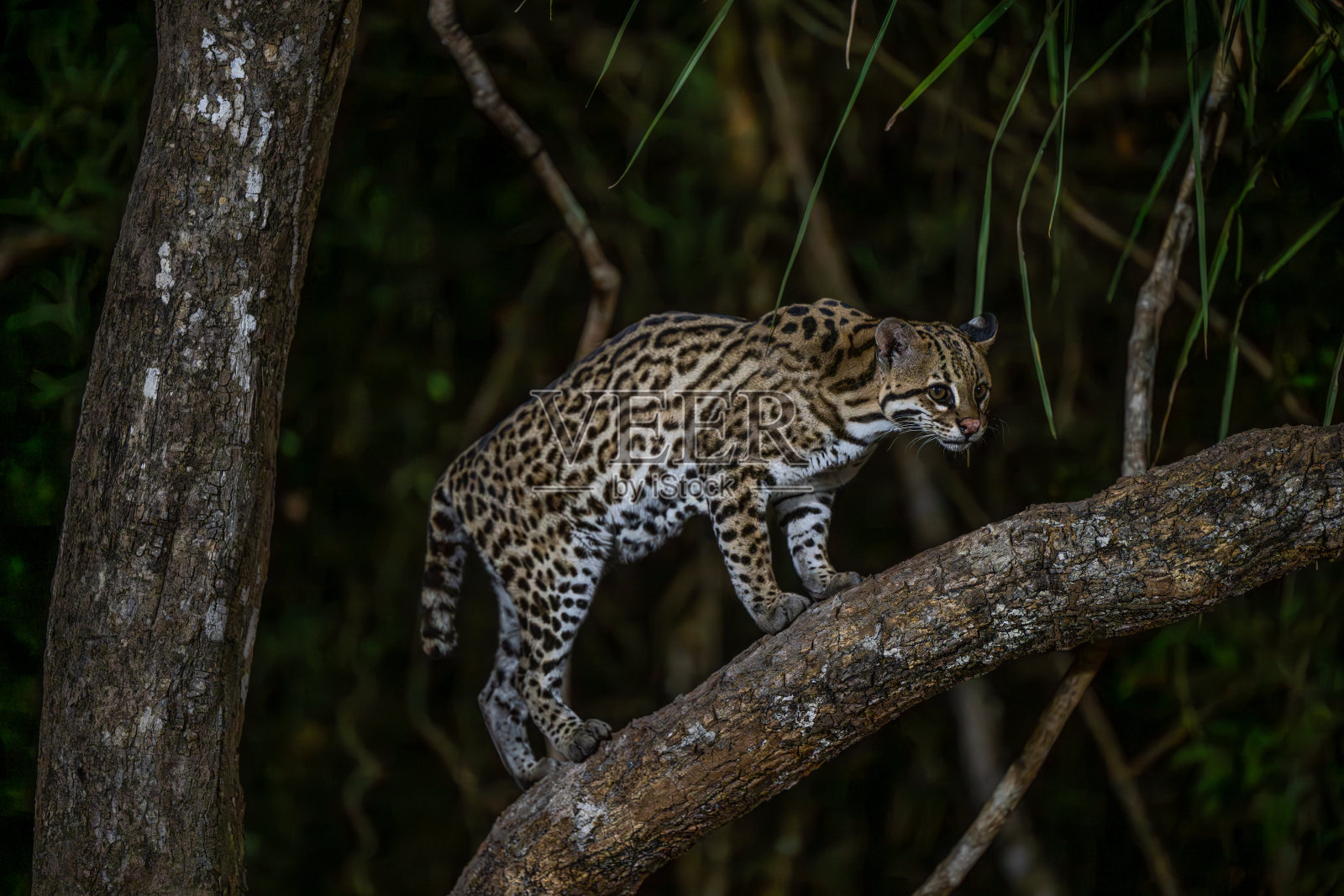 潘塔纳尔的树干上的美洲豹猫照片摄影图片