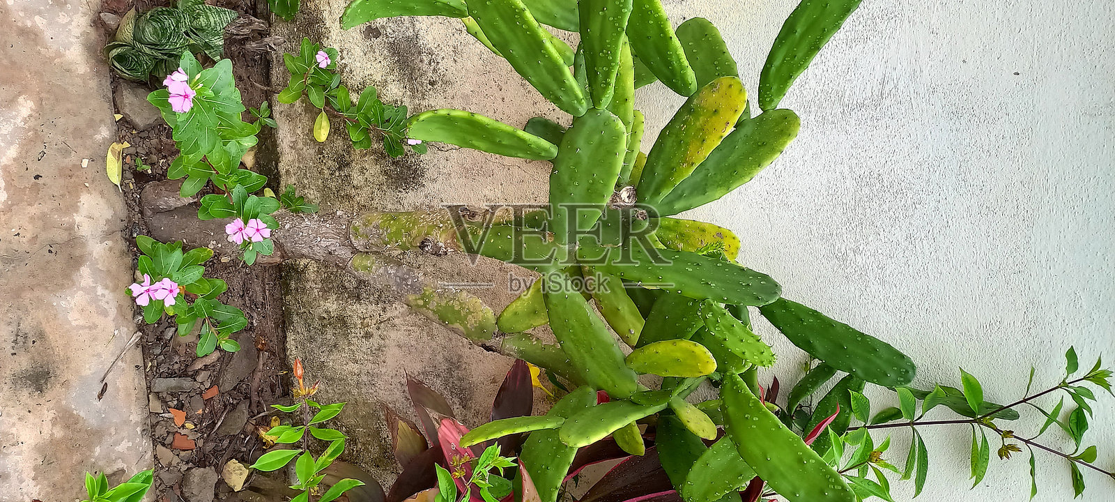 仙人掌原生植被的荒凉海滩区域照片摄影图片