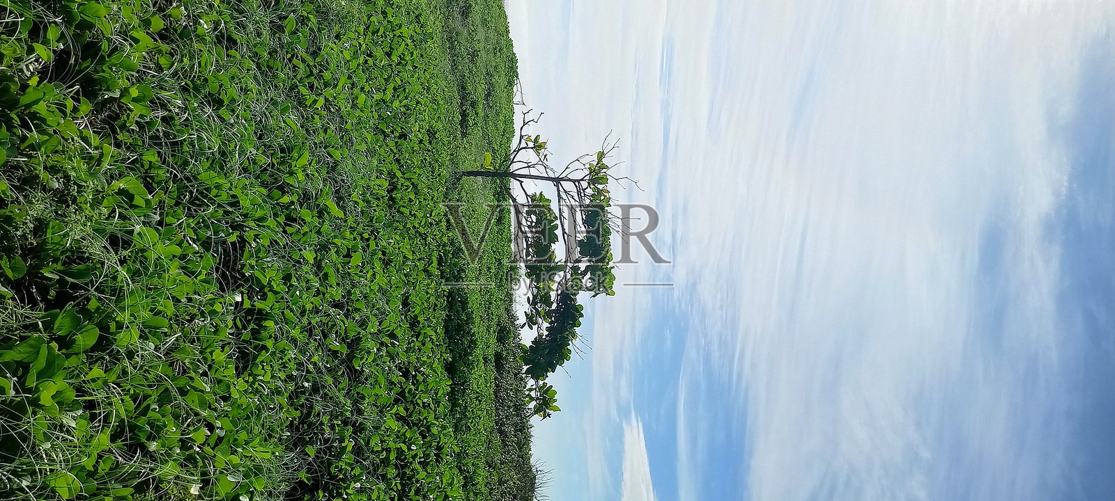 丛林中央的单棵杏仁树照片摄影图片