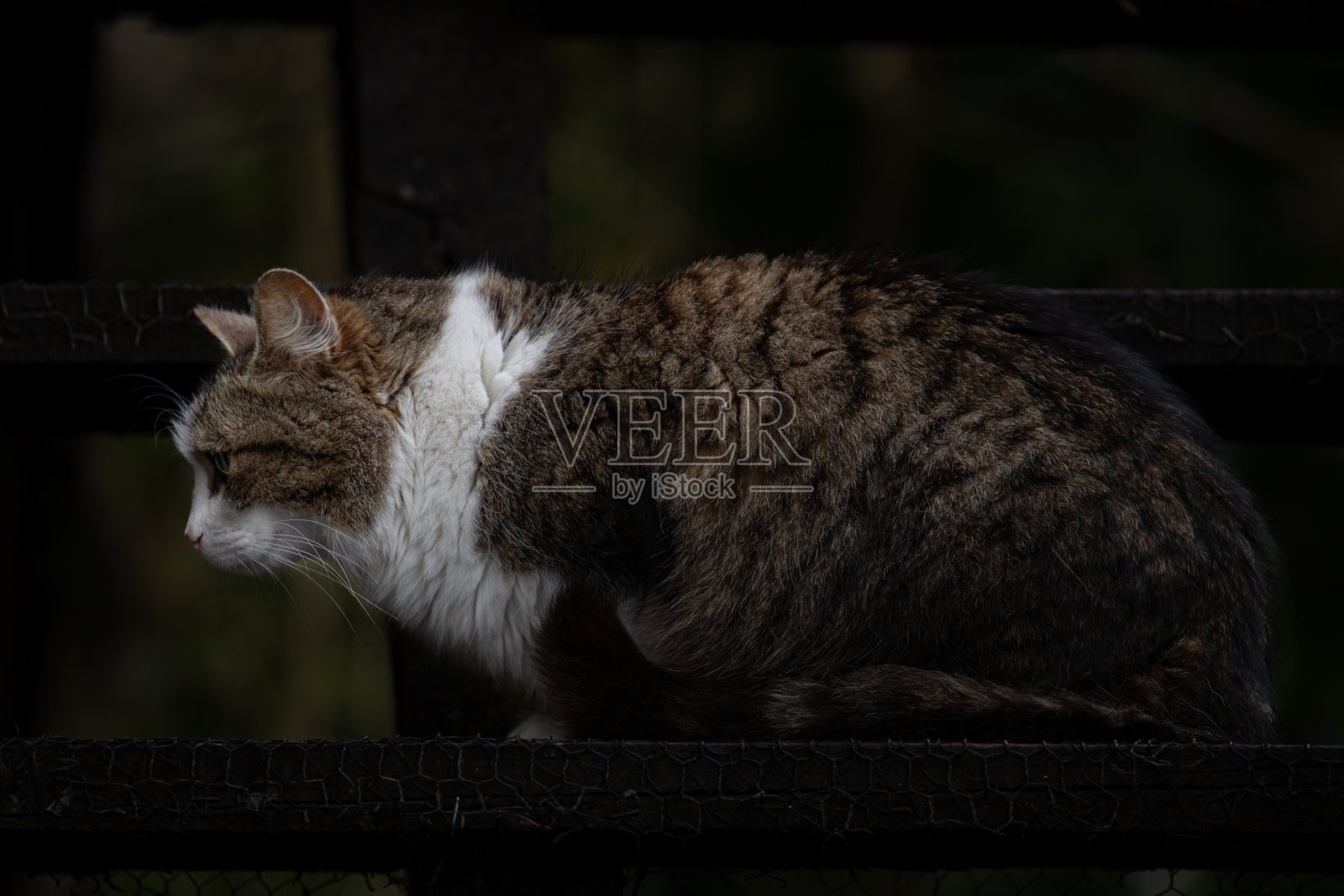 家猫照片摄影图片