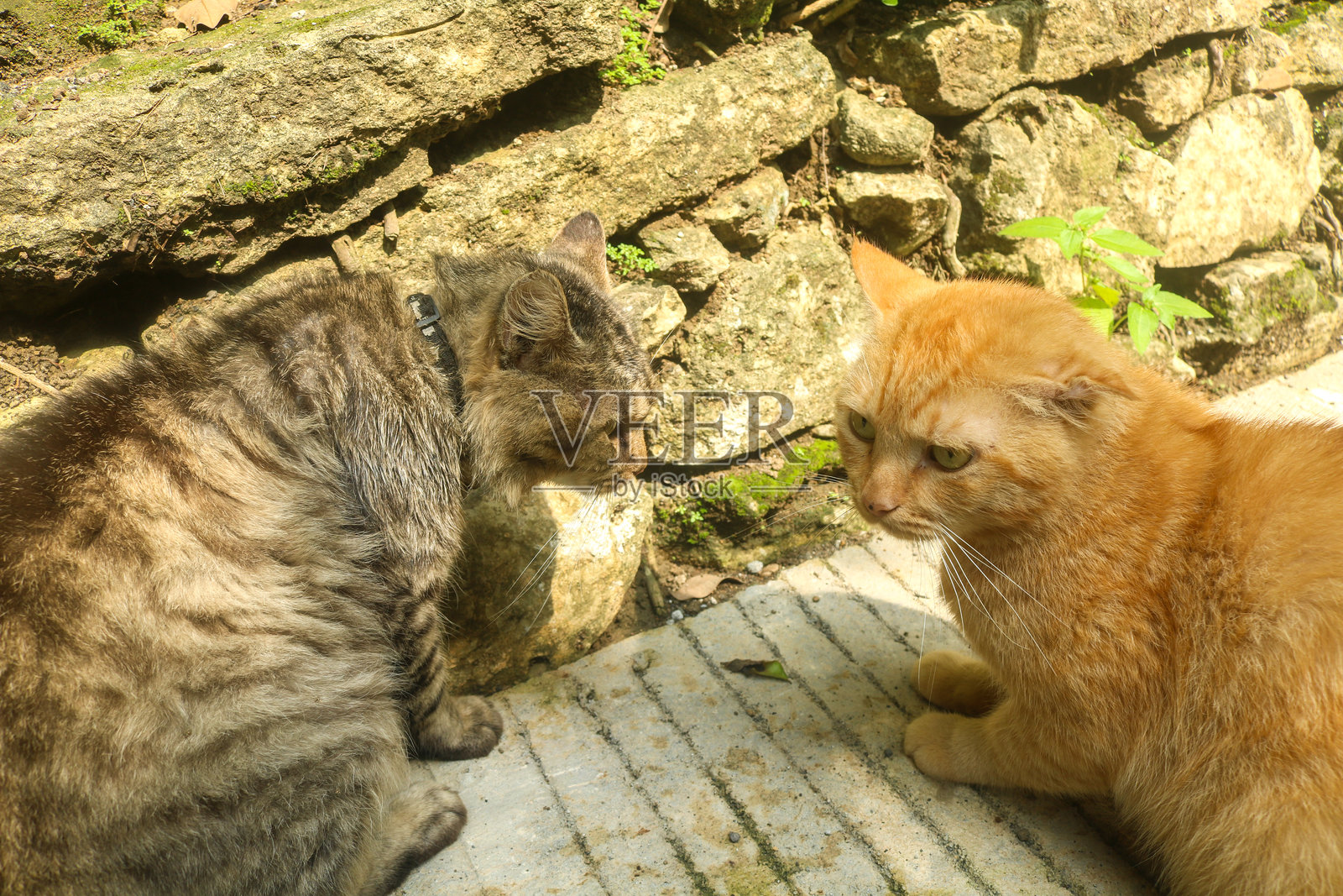 姜黄色和棕色的猫在花园里打斗。两只愤怒的猫互相尖叫、抓挠和咬斗。愤怒的猫在打斗。照片摄影图片