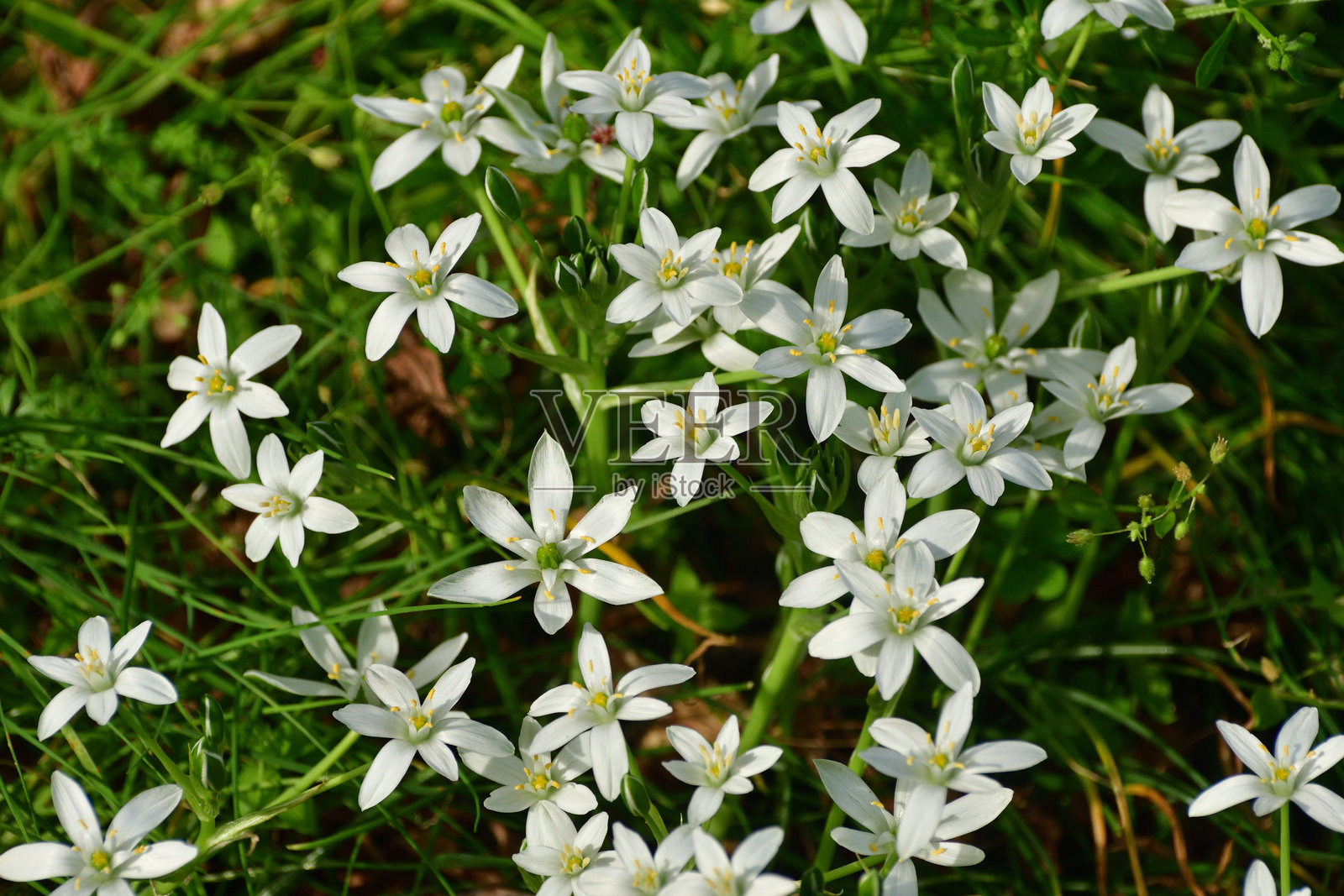 春星花 / Ipheion Uniflorum：多年生球根植物，开蓝色、白色或粉色的星形花朵照片摄影图片