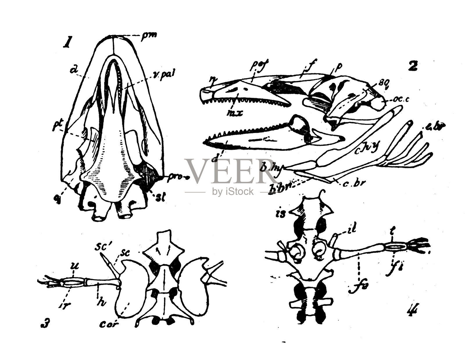 两栖动物（安菲乌玛）骨骼插画图片素材