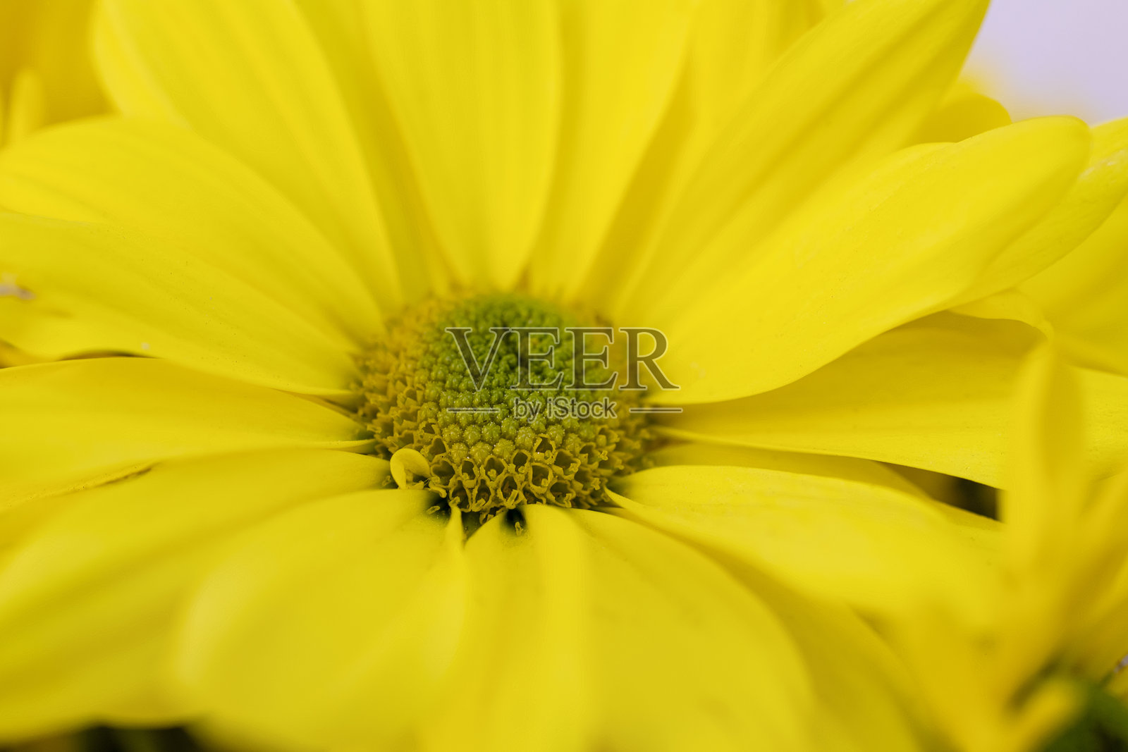 黄色非洲菊的细节照片摄影图片