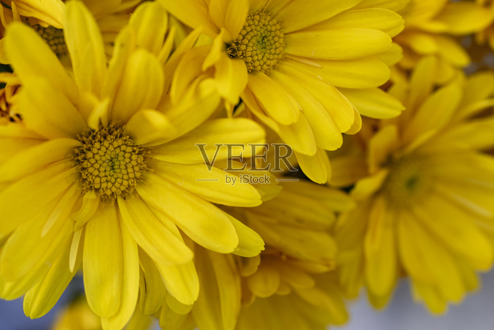 黄色雏菊照片摄影图片