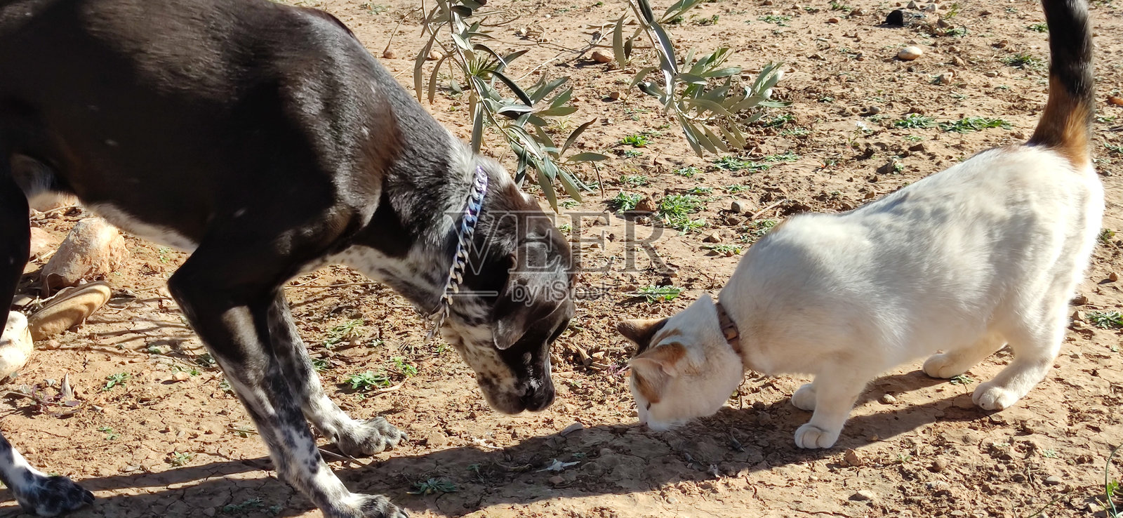友谊没有界限照片摄影图片