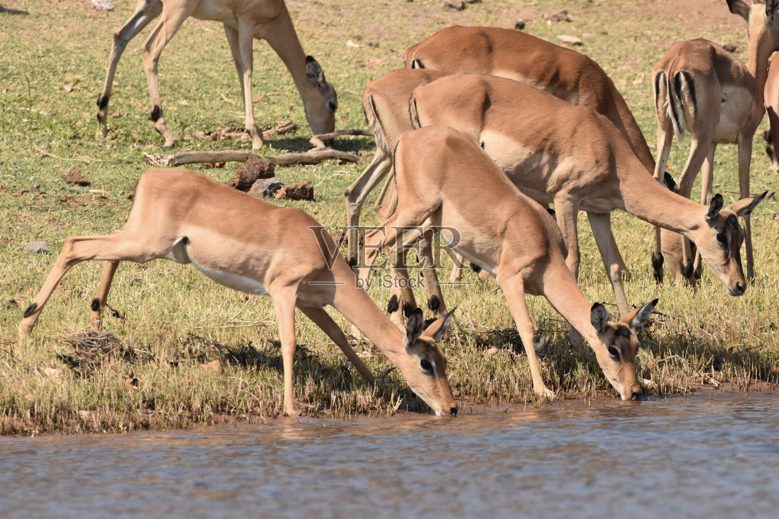 在博茨瓦纳的乔贝河，瞪羚们试图喝水，同时小心应对鳄鱼。照片摄影图片