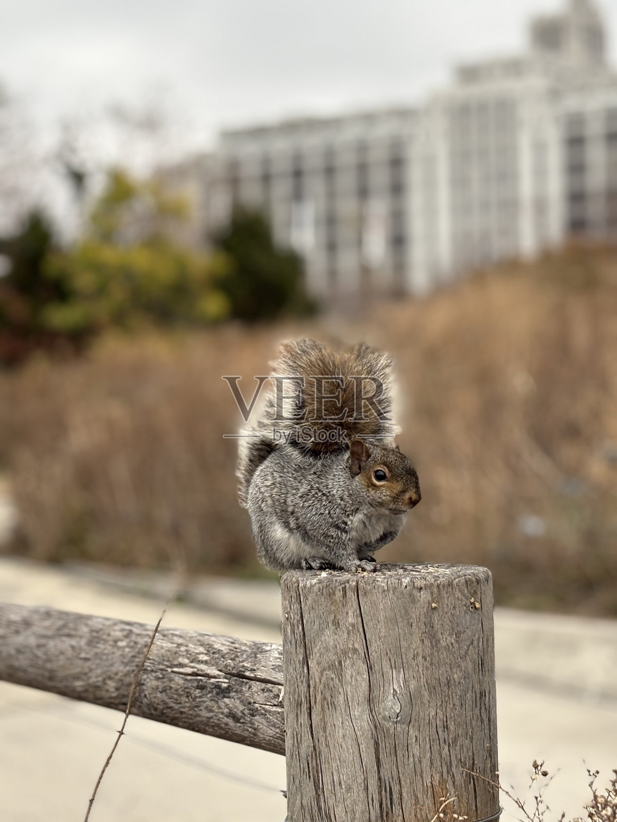 布鲁克林公园里的松鼠照片摄影图片