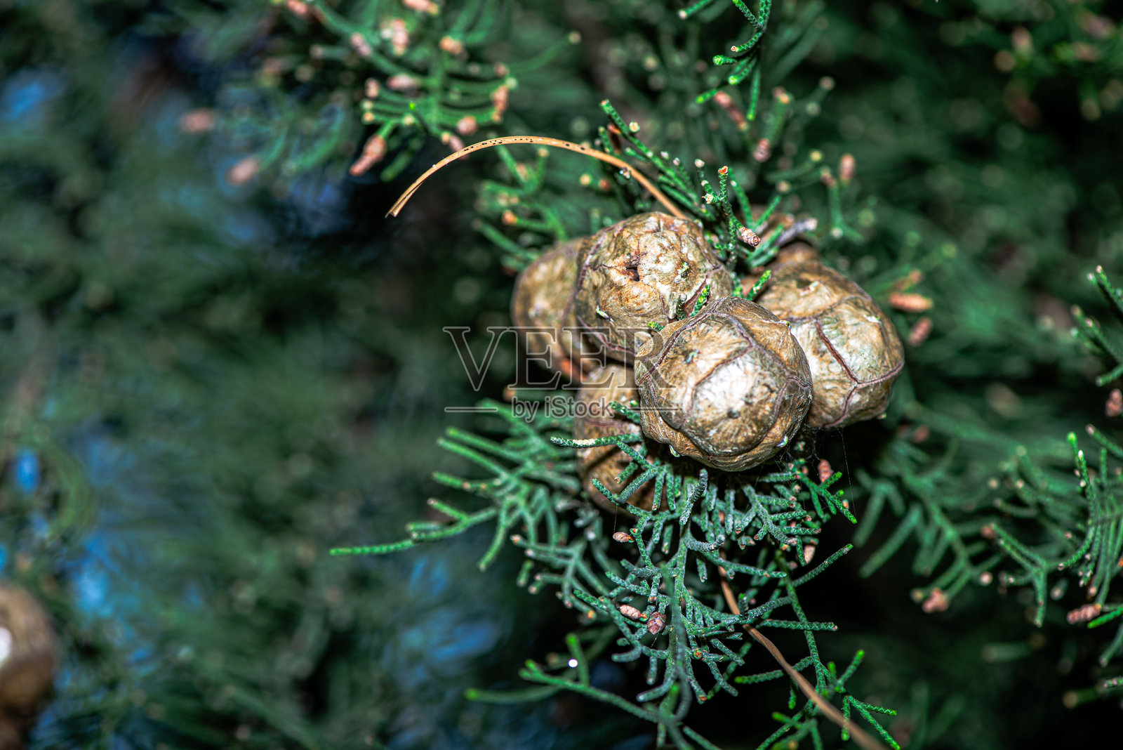 杯状柏树叶片的特写照片照片摄影图片