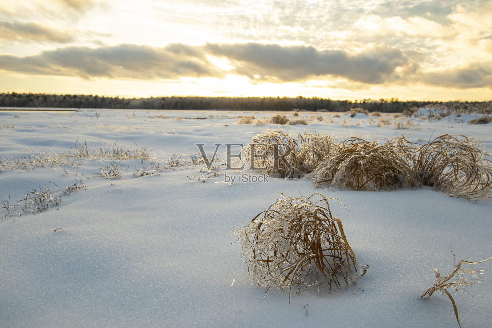 冬季风景，夕阳下田野中的冰冻草地和远处的森林照片摄影图片