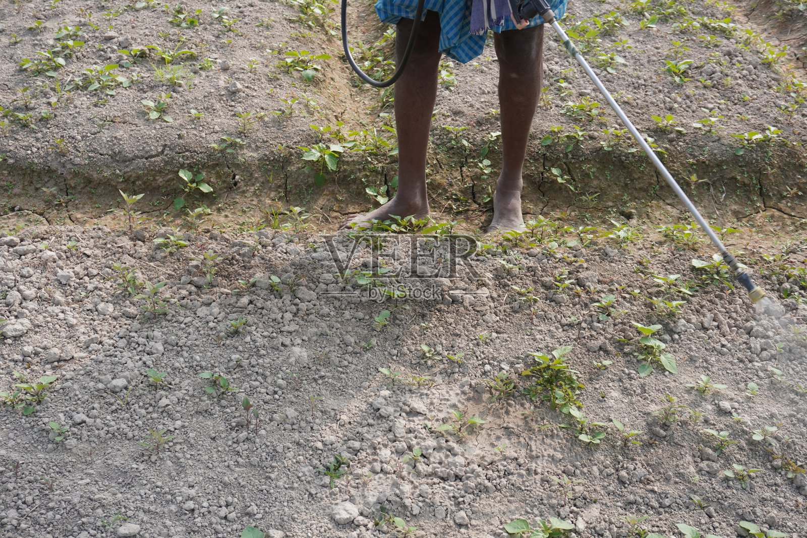 工人在农业田地上用长喷管喷洒农药照片摄影图片