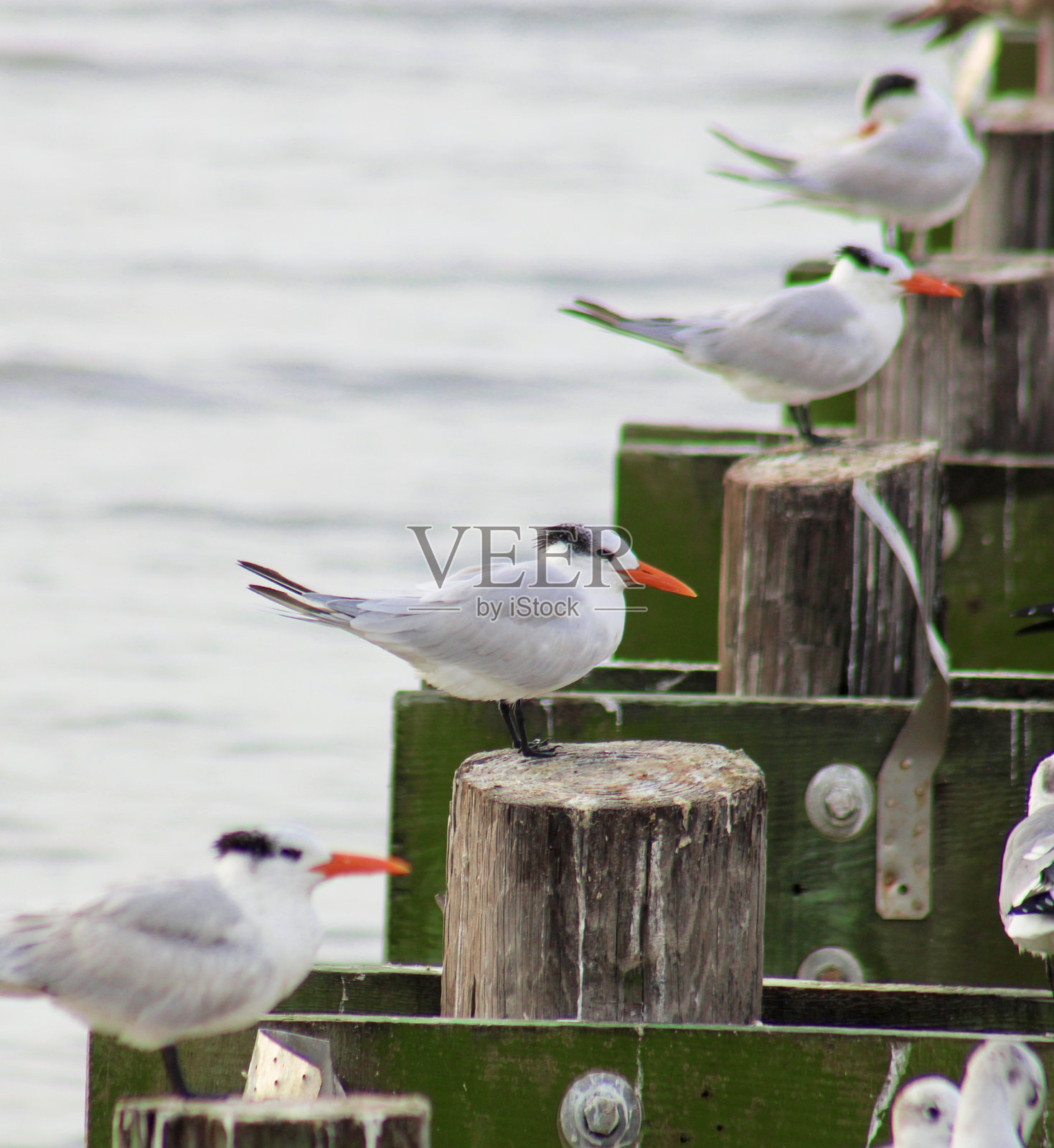 优雅的燕鸥聚集在一起照片摄影图片