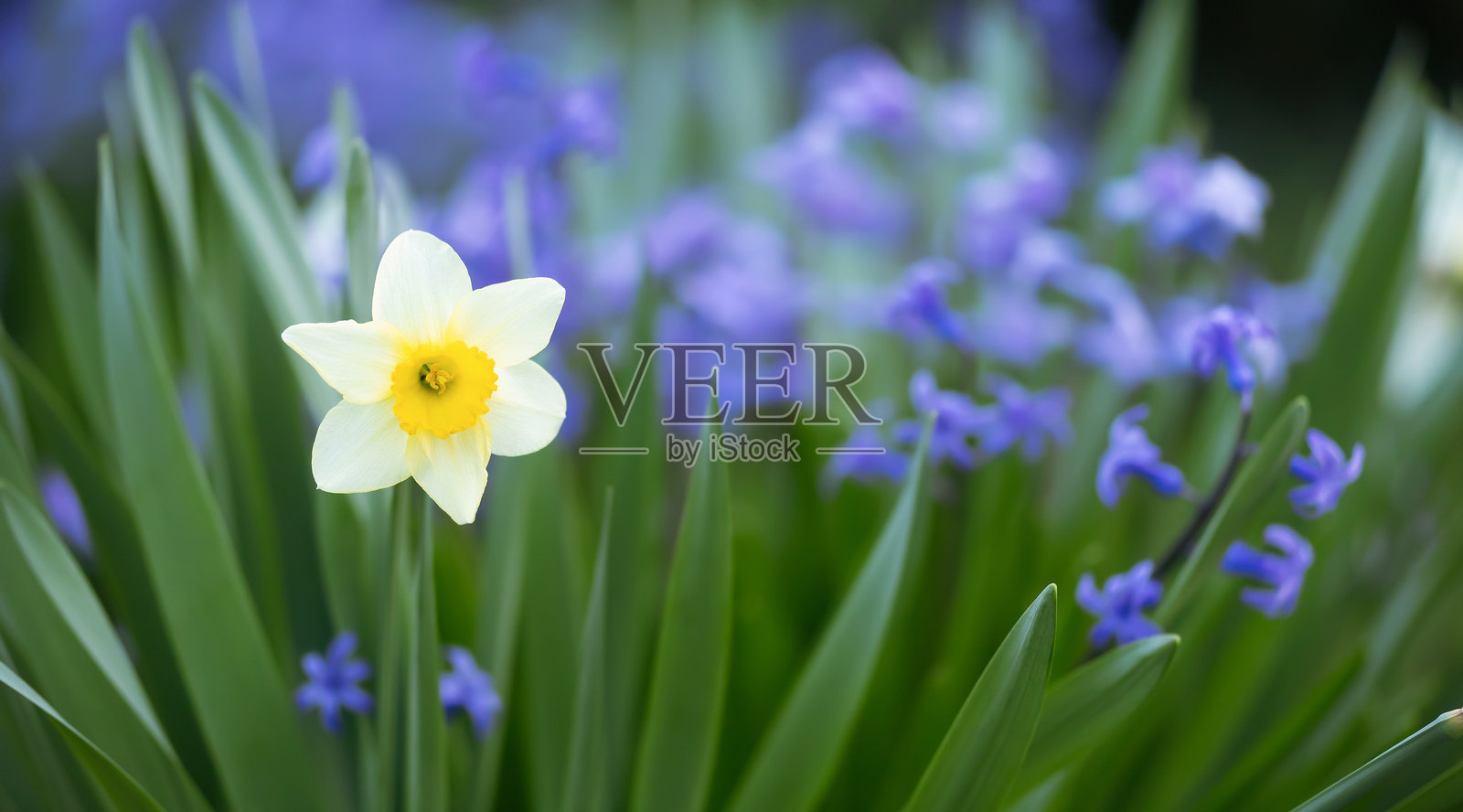 盛开的水仙花，春天，春季前进横幅背景照片摄影图片