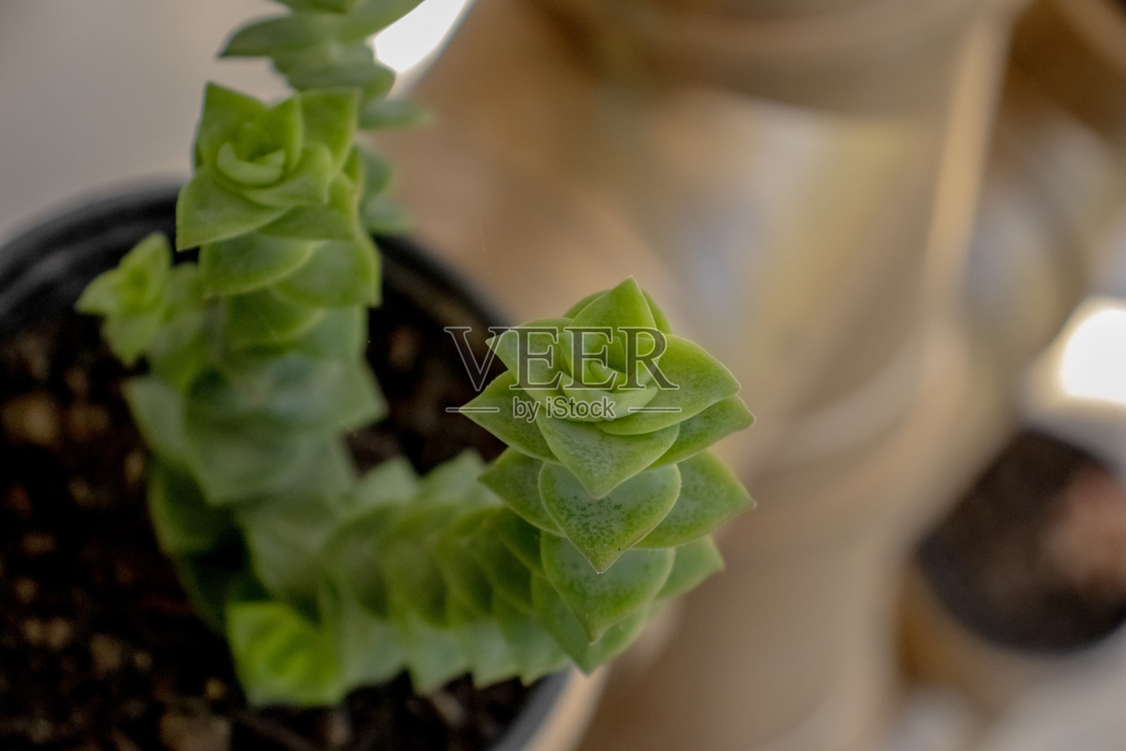 孔雀石照片摄影图片