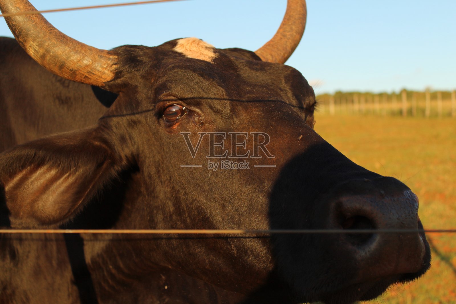 日落时分的牛群照片摄影图片