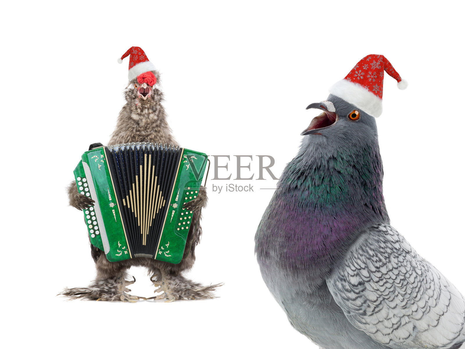 rooster sings and  harmonica, in santa claus hat isolated on white background照片摄影图片