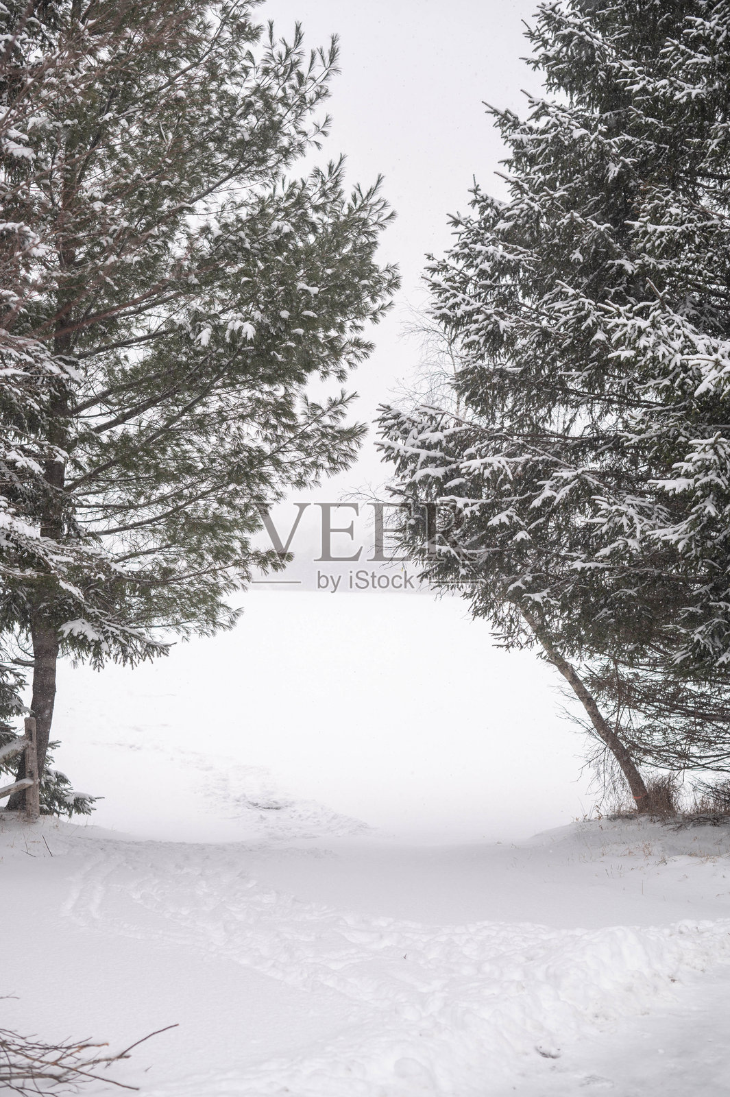 初雪松树背景图，季节性聚焦于被雪覆盖的清晨照片摄影图片