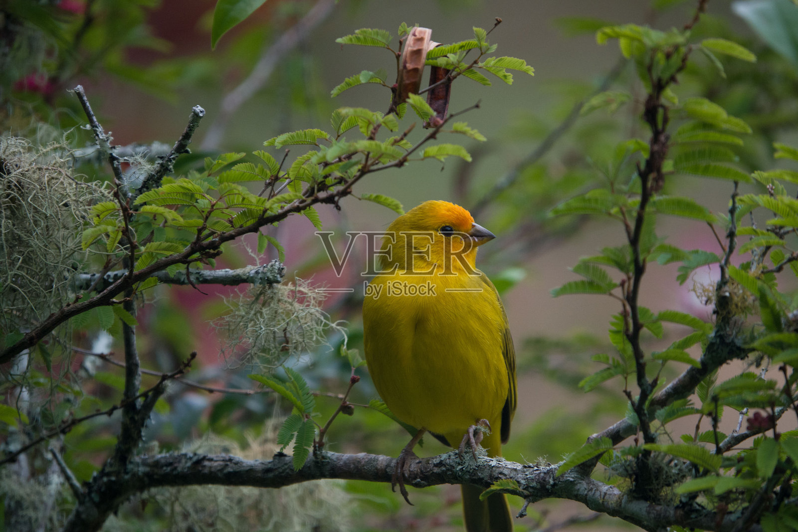 巴西埃斯皮里图桑托州的藏红花雀照片摄影图片