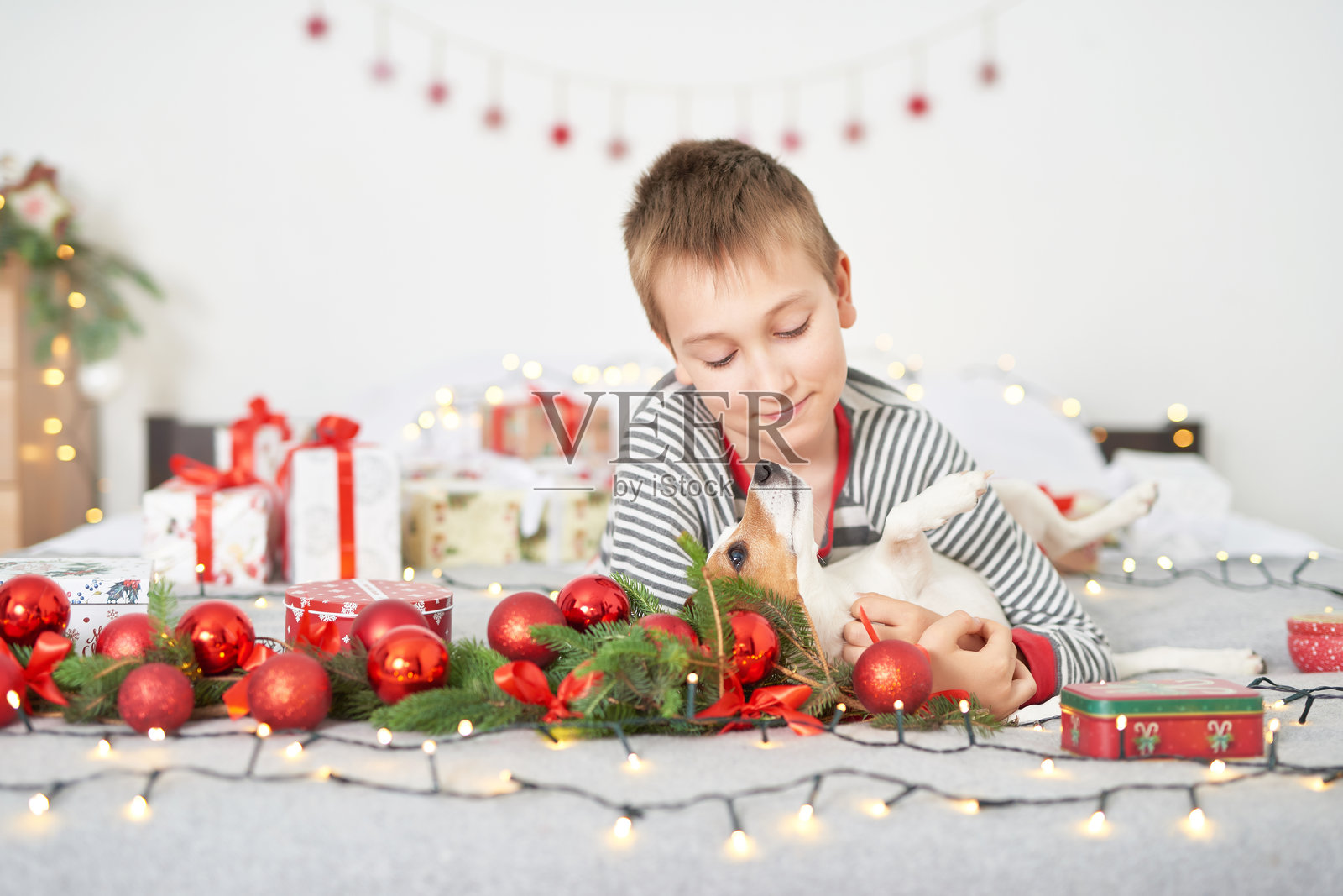 男孩与杰克罗素梗狗在圣诞树旁照片摄影图片