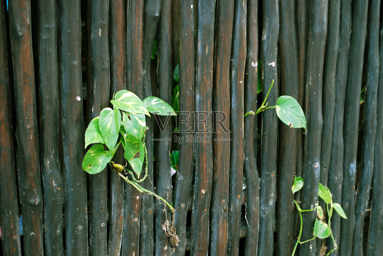 自然重新夺回墨西哥一面风化的竹墙照片摄影图片