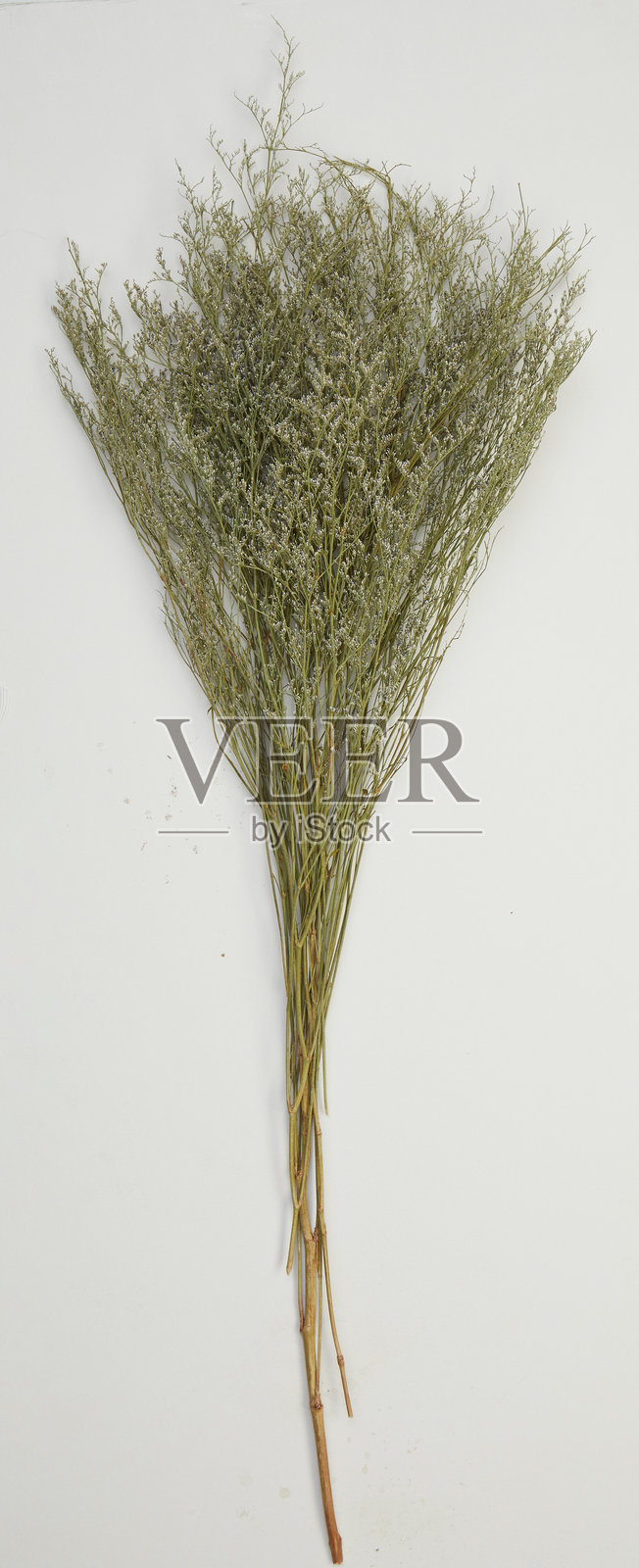 一束花朵，孤立在自然背景中，带有抠图路径照片摄影图片