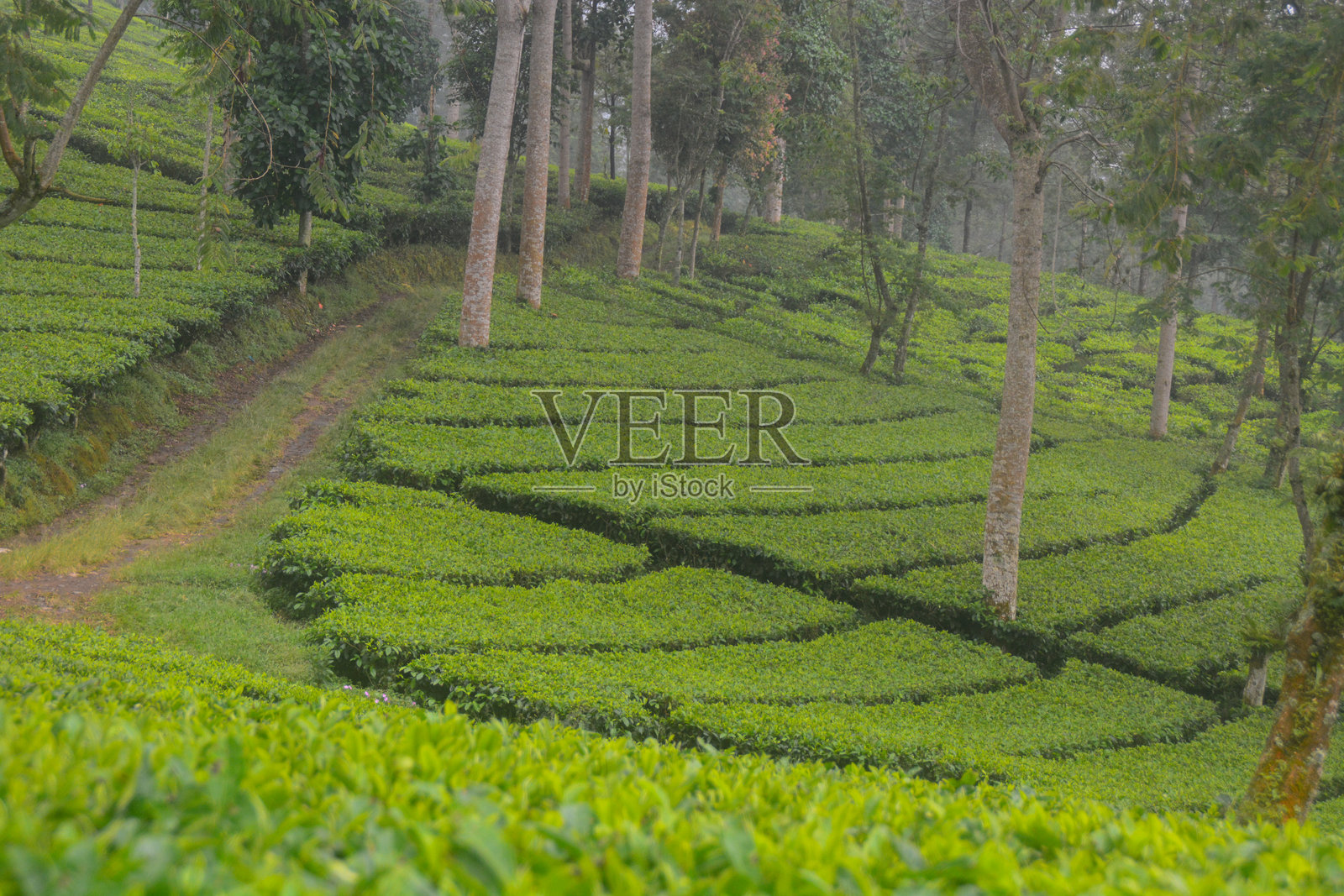 沃诺索博市的坦比茶园风景照片摄影图片