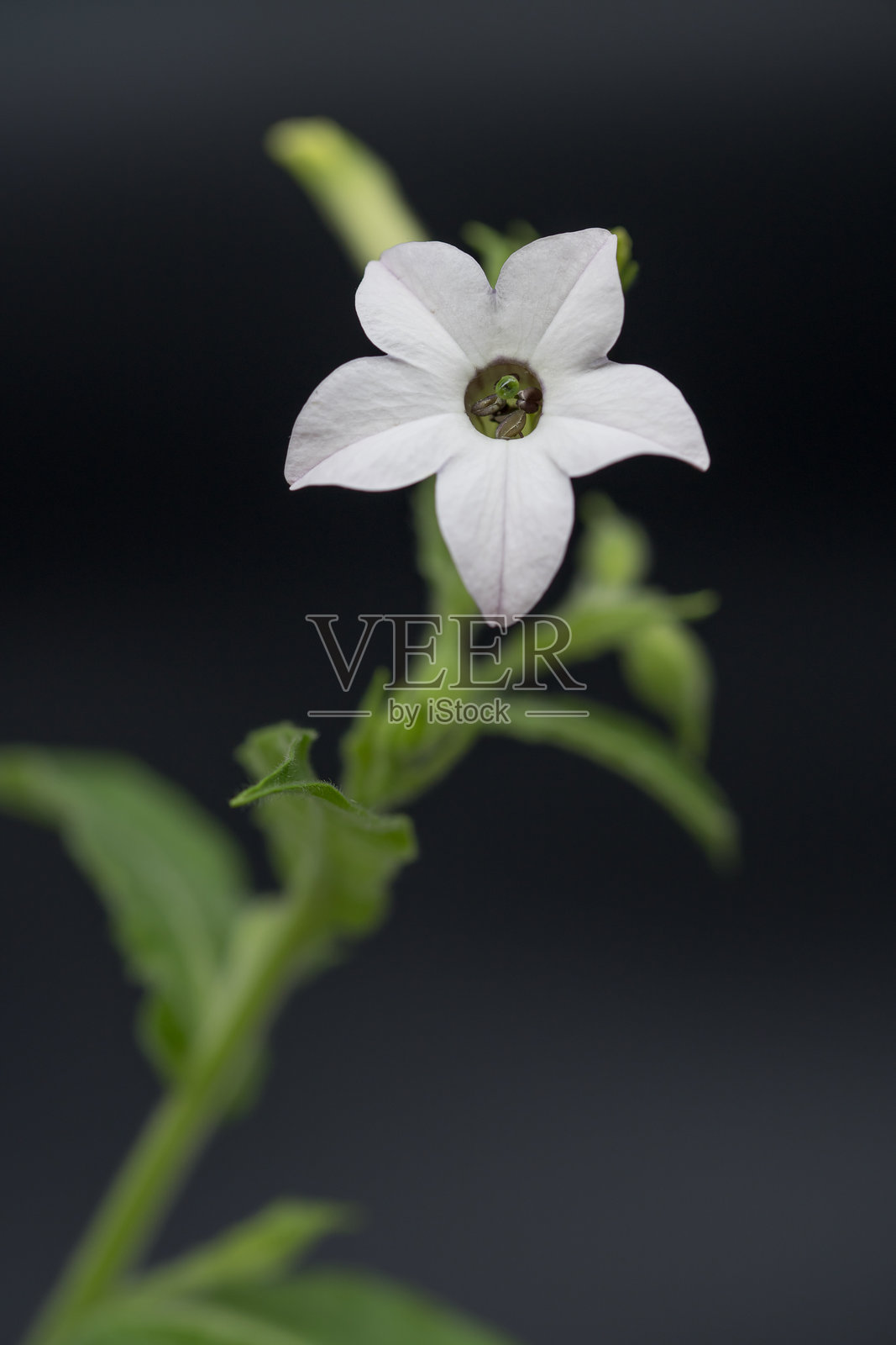 夜来香（Nicotiana alata）照片摄影图片