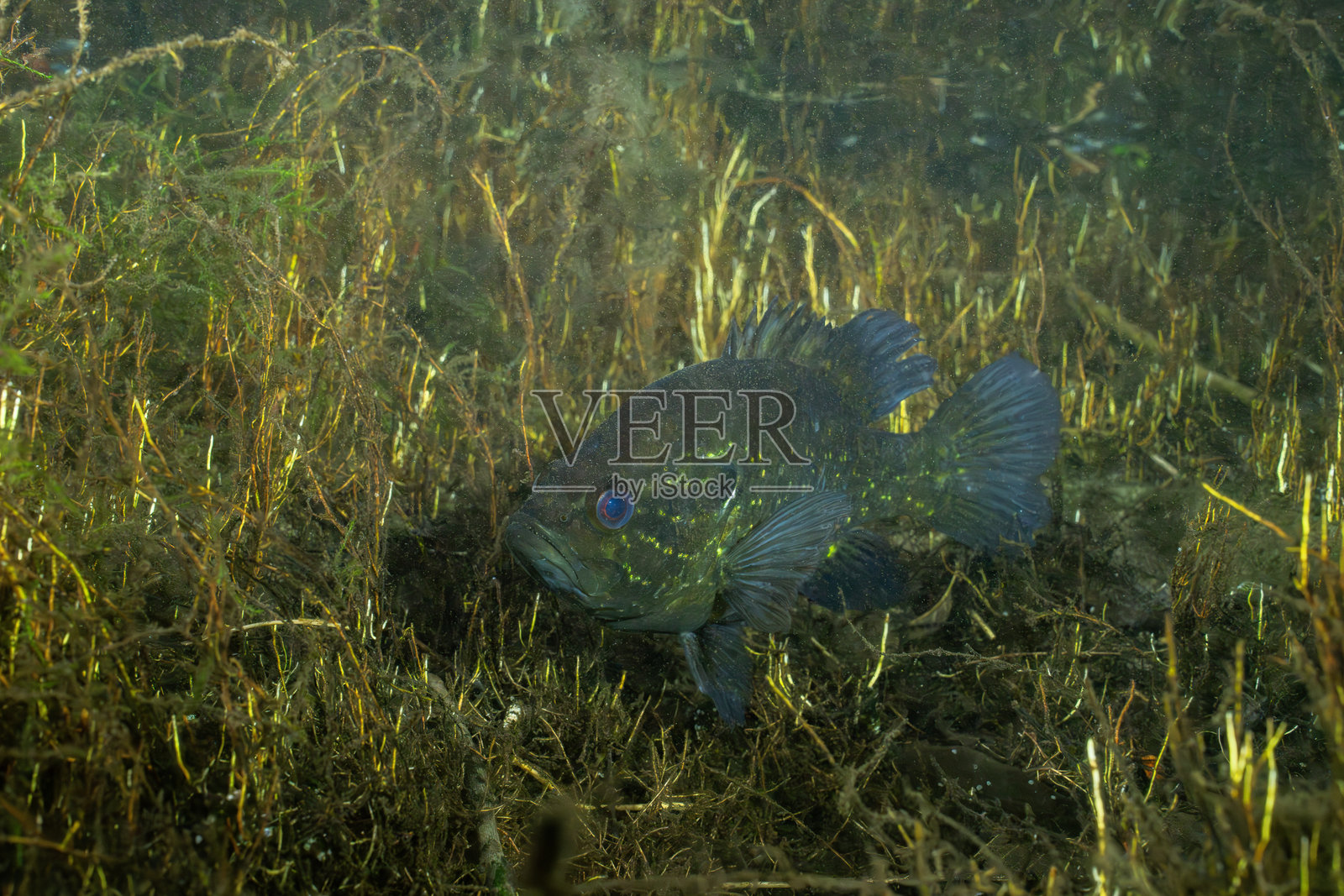 春季的温暖口鱼与几种水生植物一起生长照片摄影图片