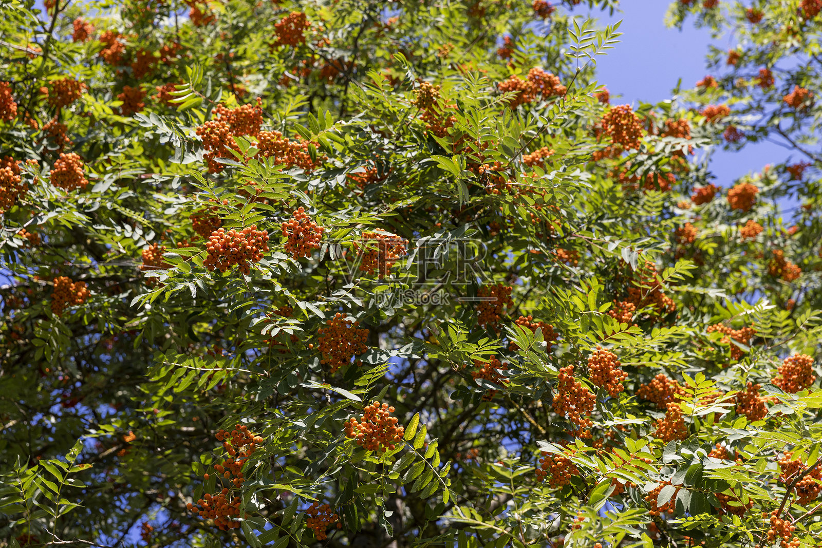 榉树叶子的颜色在夏末时发生变化照片摄影图片