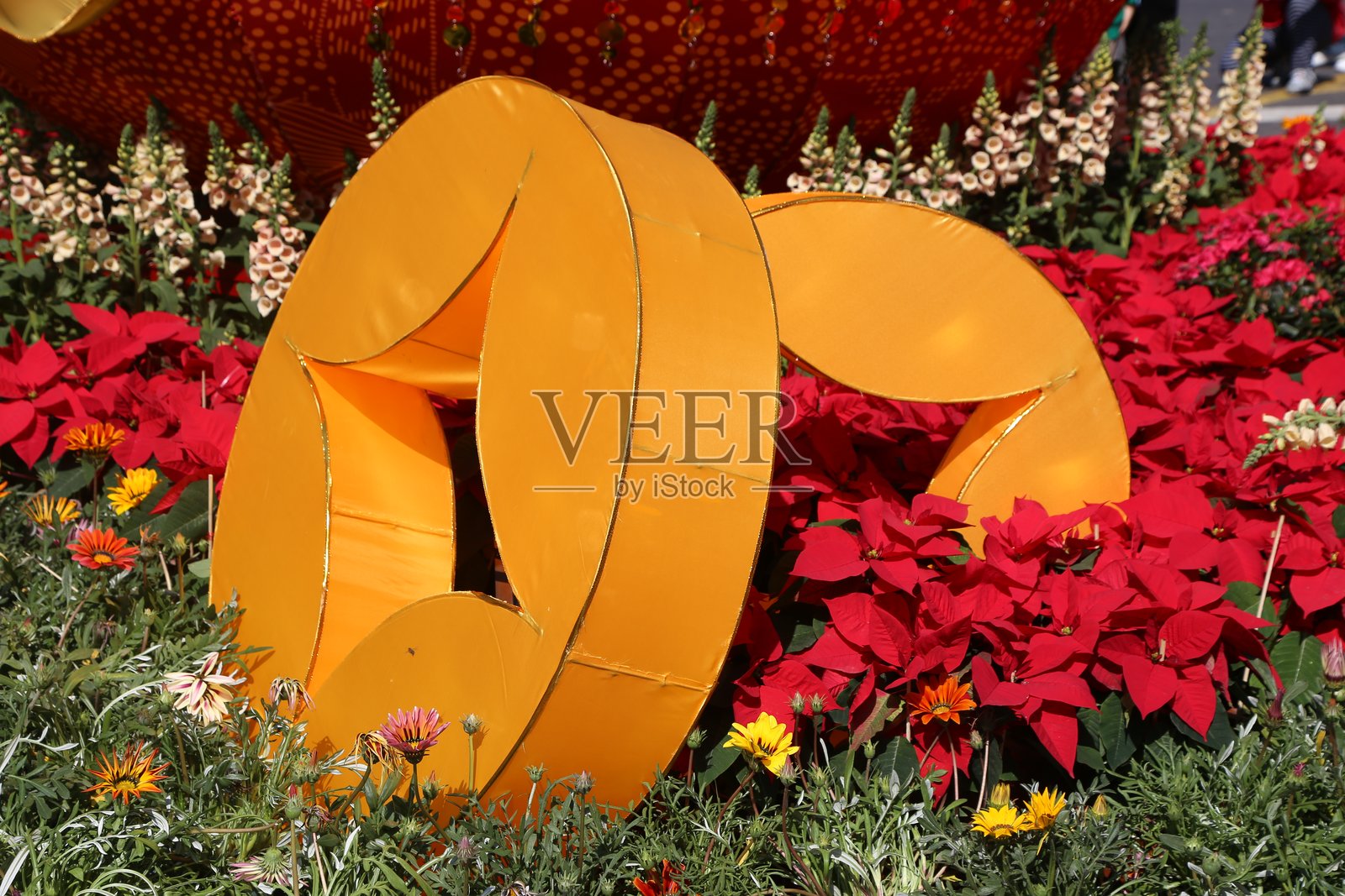一个大型黄色纸剪的数字“0”被放置在包括一品红和红色木槿在内的花朵中。照片摄影图片