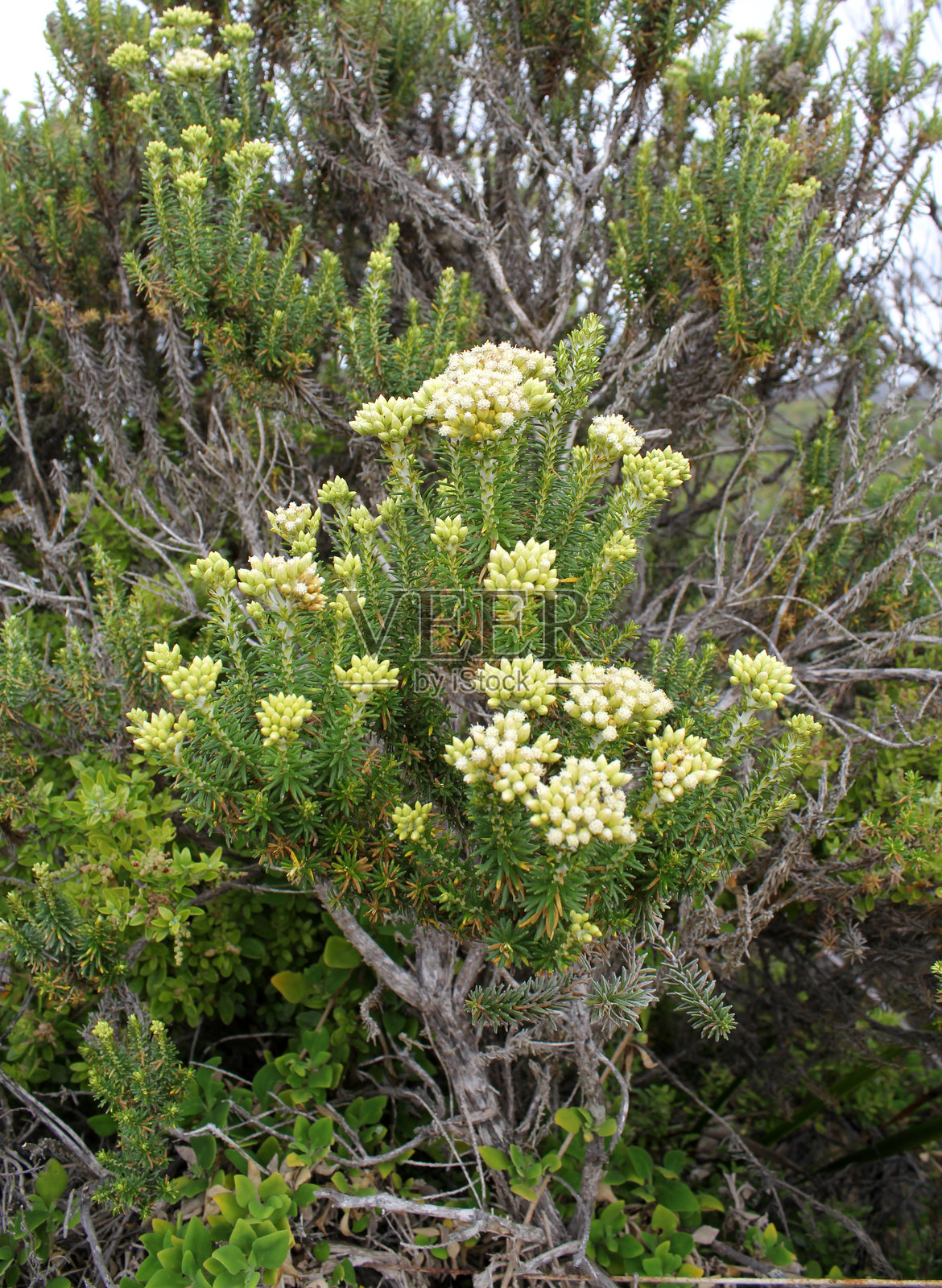 永恒海岸（Ozothamnus turbinatus）植物，带有小白花和针状叶片的花簇照片摄影图片