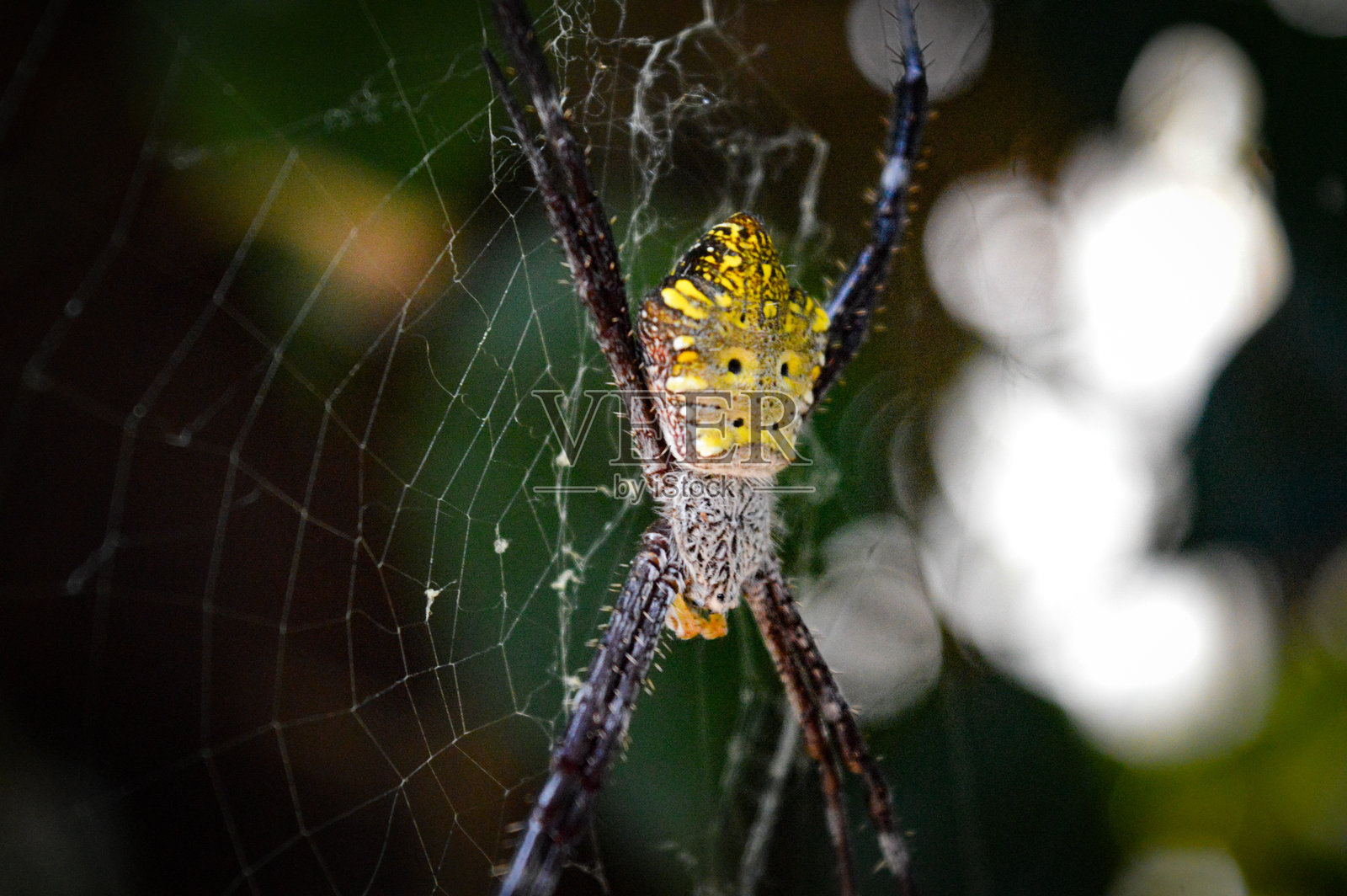 一只名为Argiope appensa的蜘蛛，属于蛛形纲的园蛛科，正在它的网中。照片摄影图片