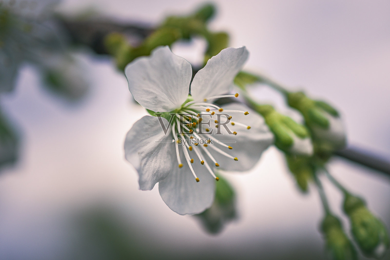 花园里的花照片摄影图片
