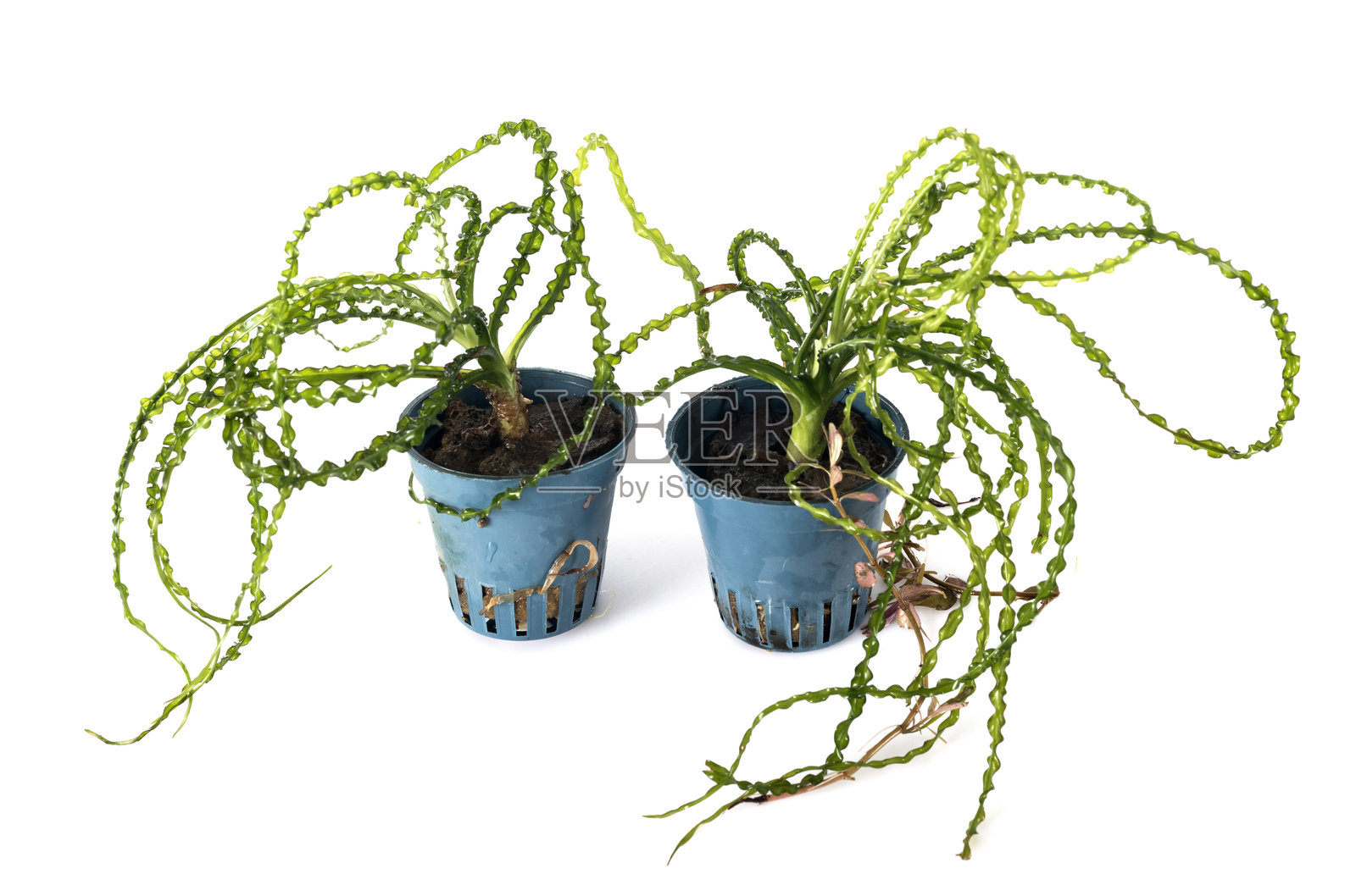 卷发百合，摄影棚内照片摄影图片