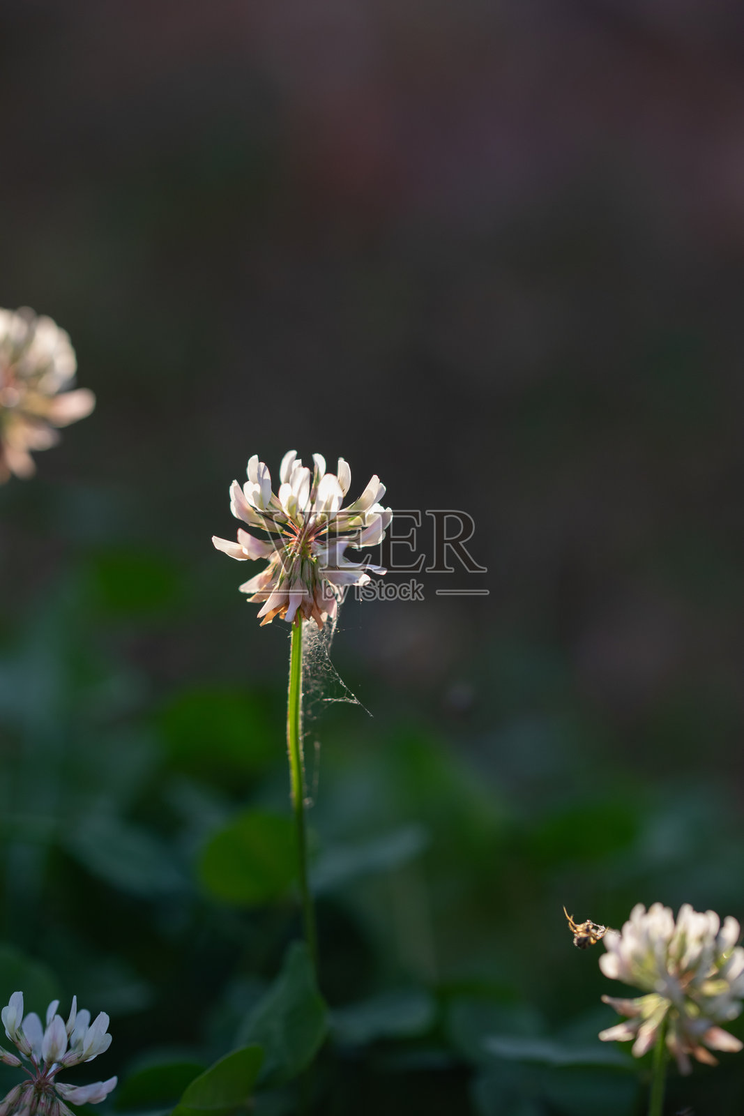 白色汽车与花朵照片摄影图片