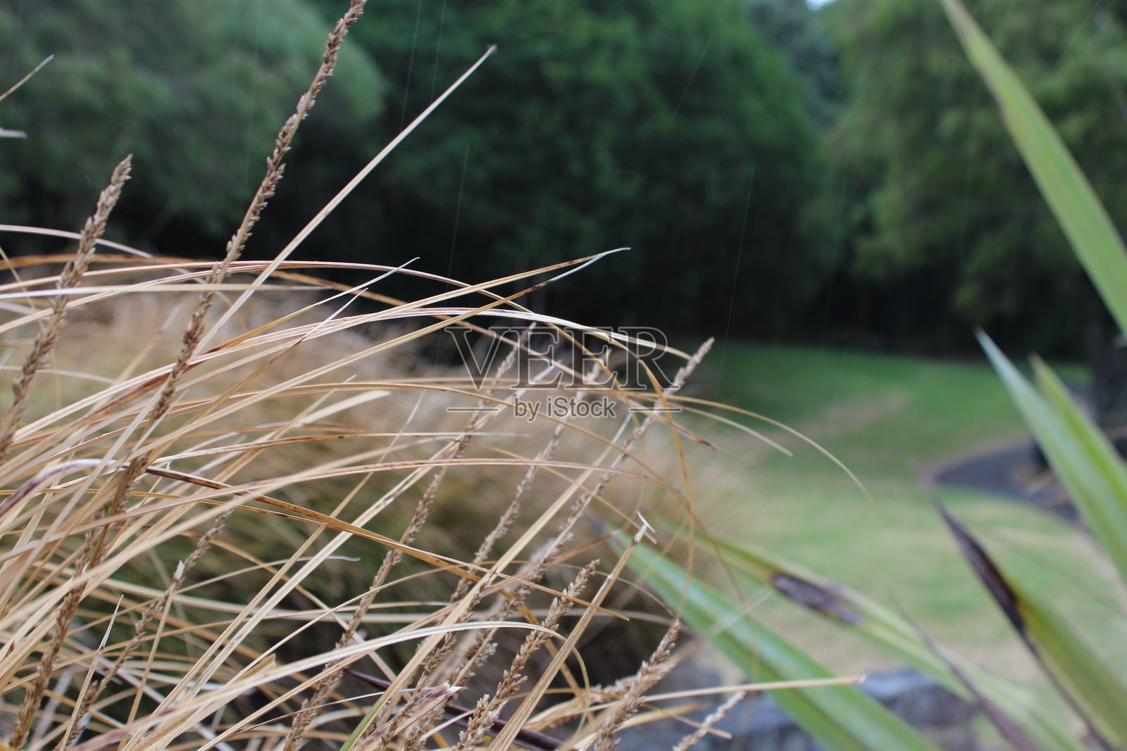 在伊甸山脚下的田野景观照片摄影图片