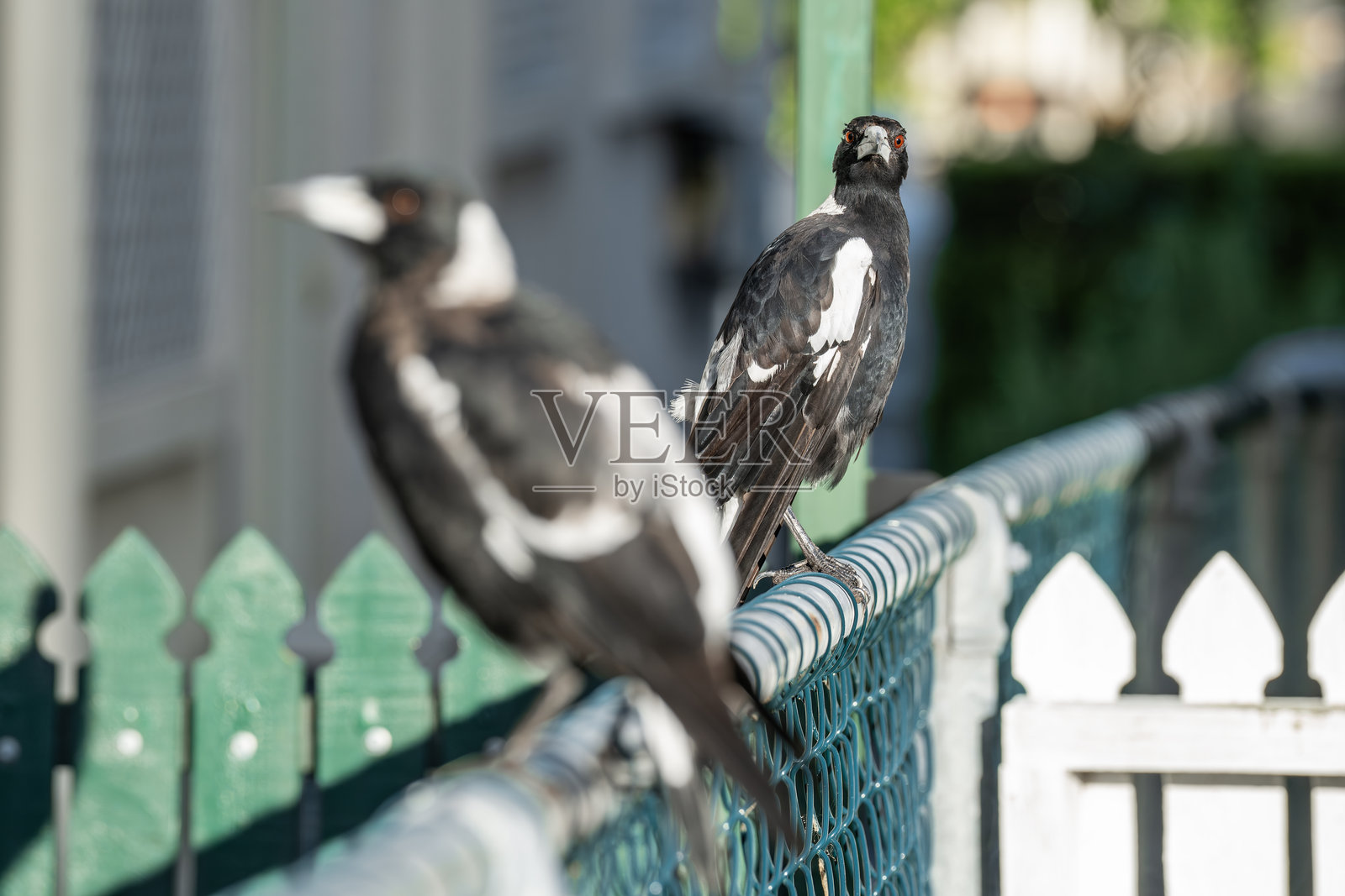 两只喜鹊坐在澳大利亚昆士兰的一道栅栏上。照片摄影图片