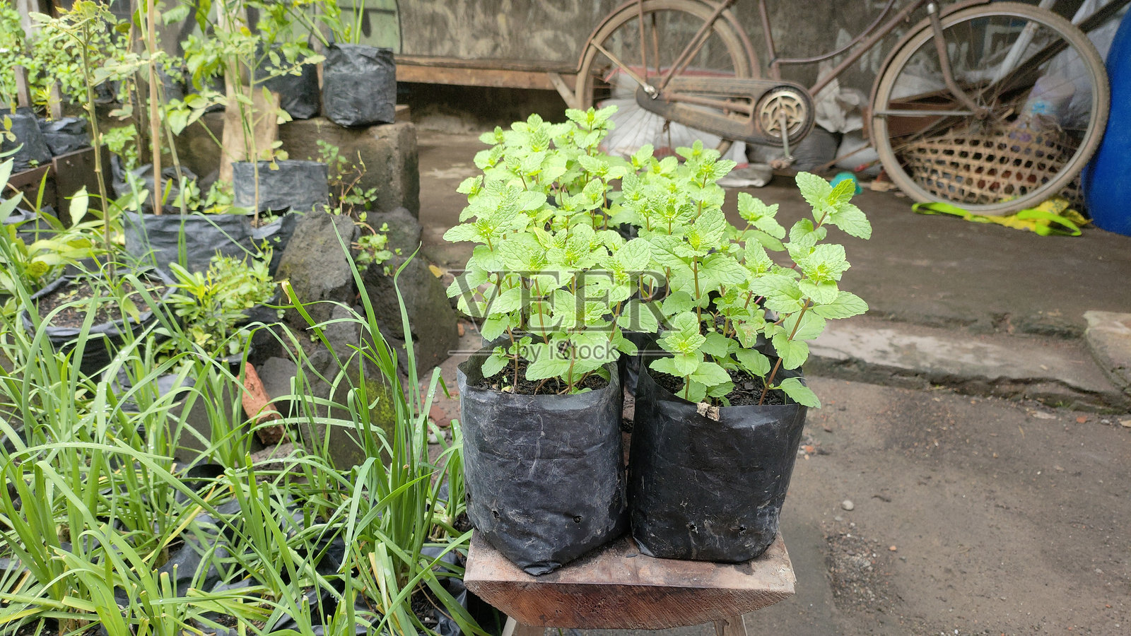 在房子的前花园里种植盆栽植物照片摄影图片