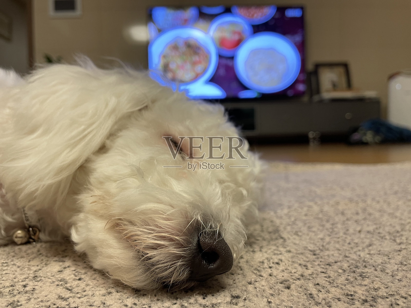 我的宠物狗照片摄影图片